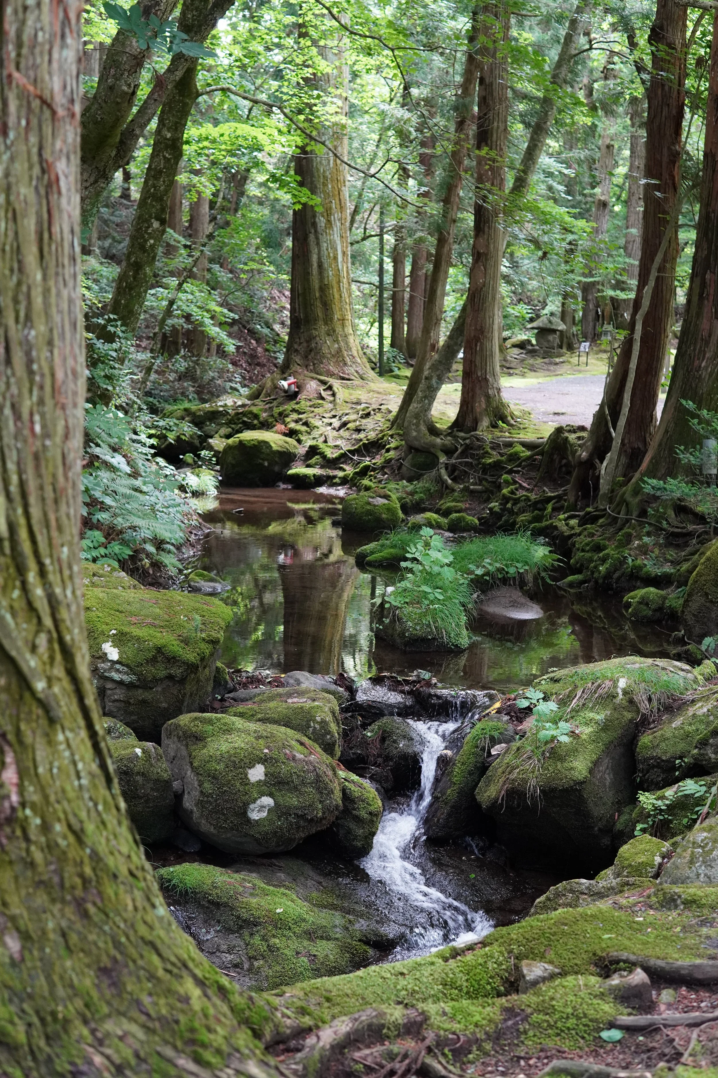 緑の木々と苔むした岩が広がる森林の中を、小川が流れている風景。木の根元や岩には緑の苔が生えている。