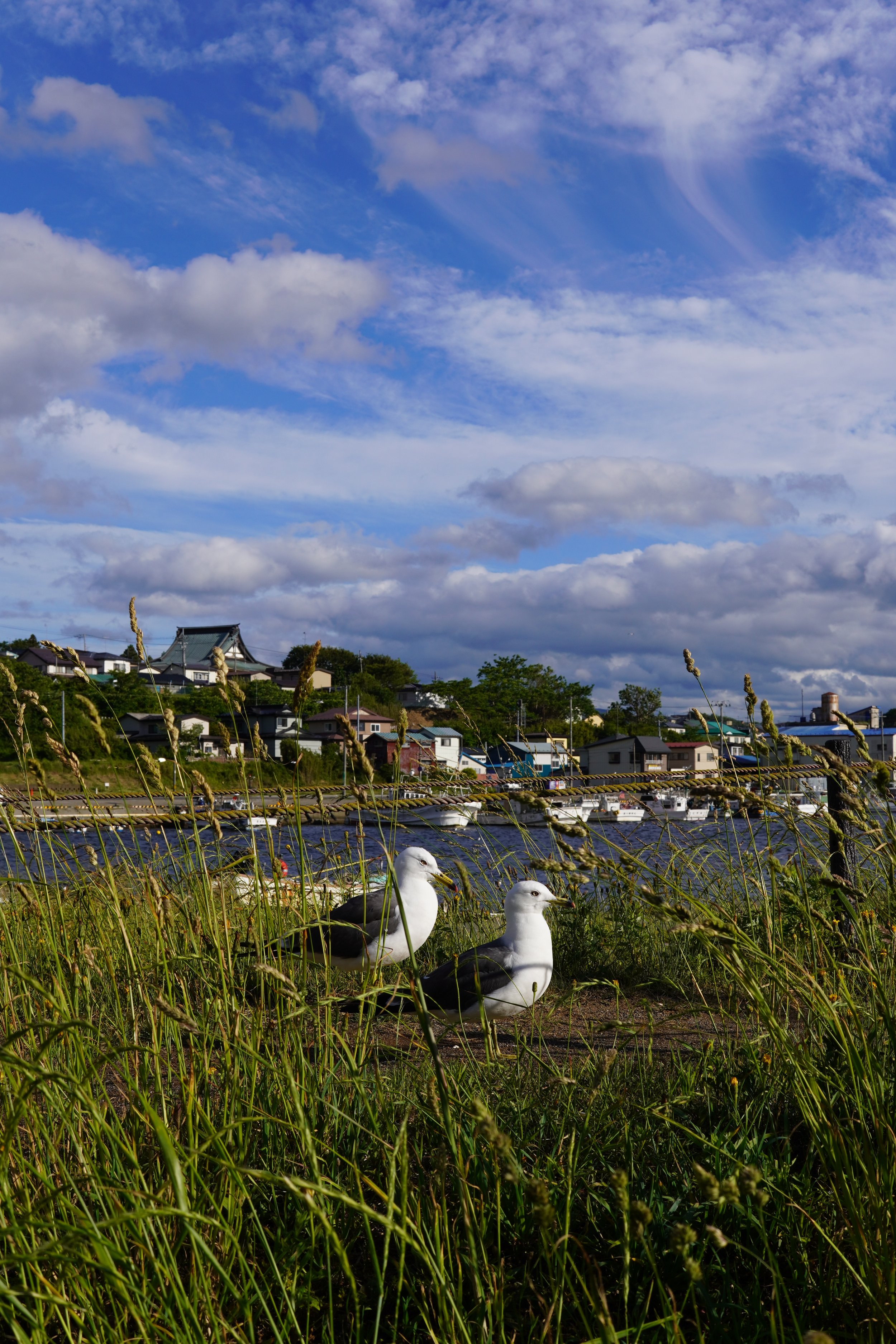 青空と白い雲、畑にいる二羽の白鳥、背景には家と山、前景には長 grasses.
