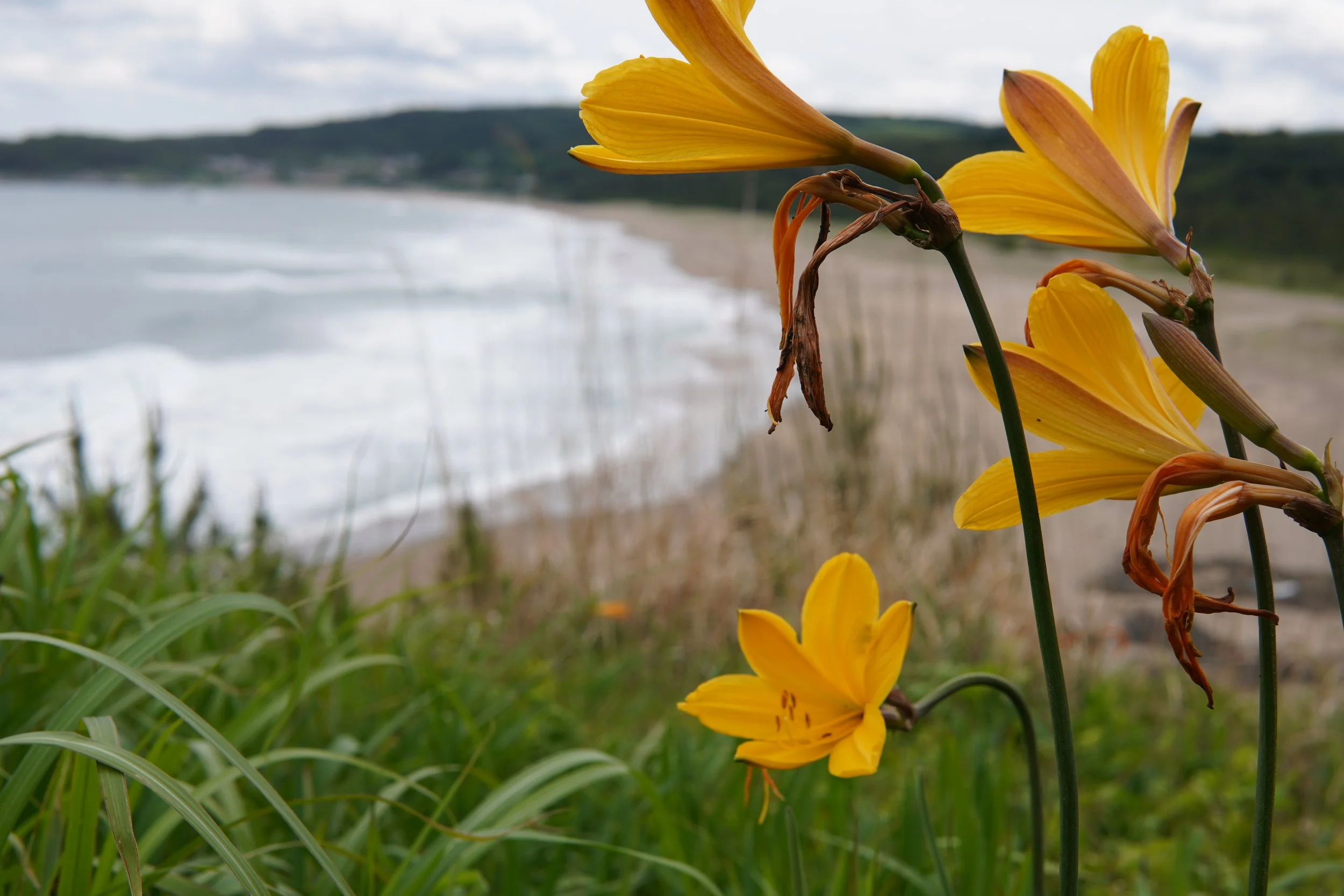 Hachinohe, hostel, Tanesashi Coast, beach, ホステル、種差海岸