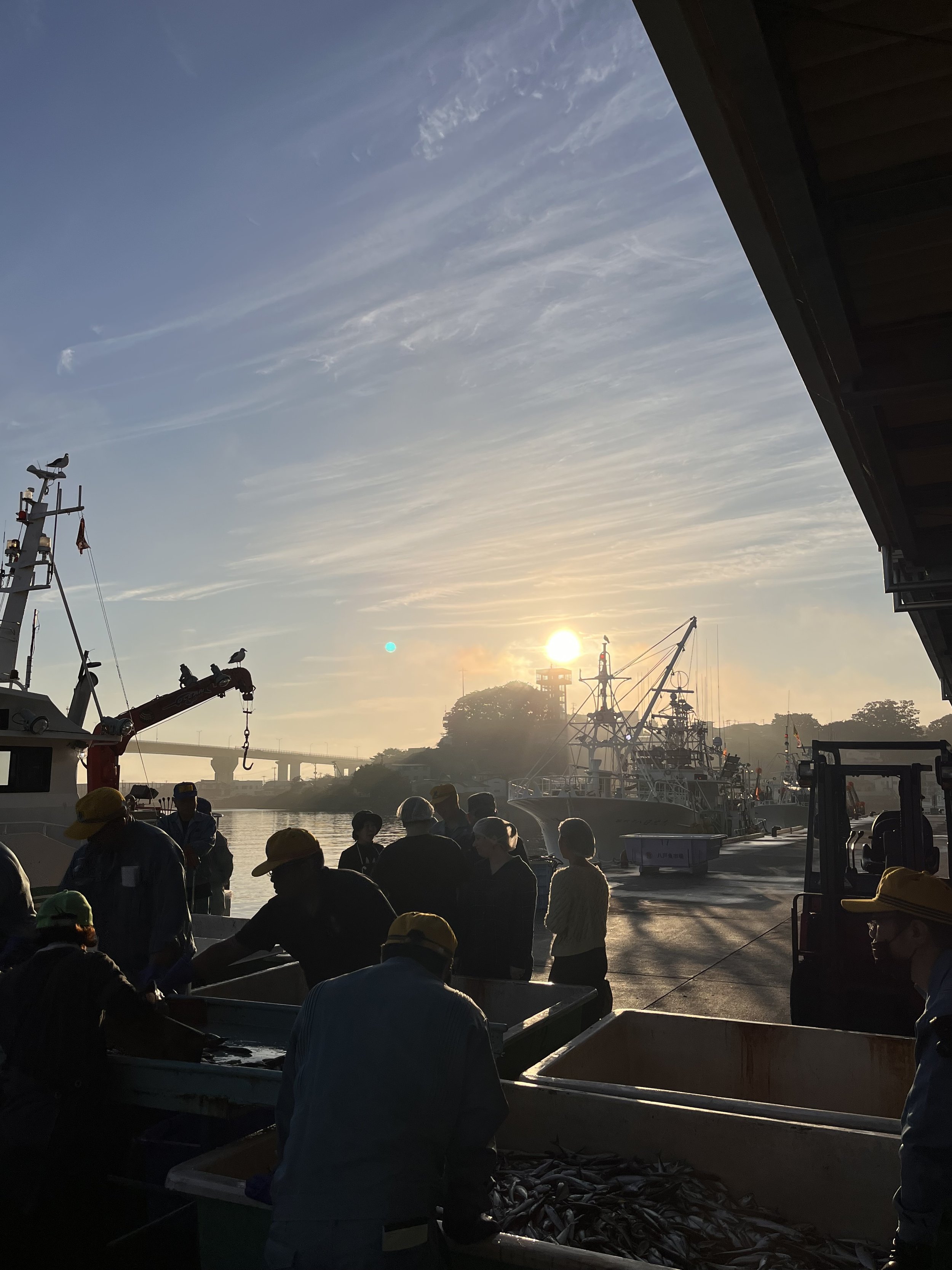 People working at a dock with boats, seagulls flying, and the sun setting, casting a warm glow over the scene.