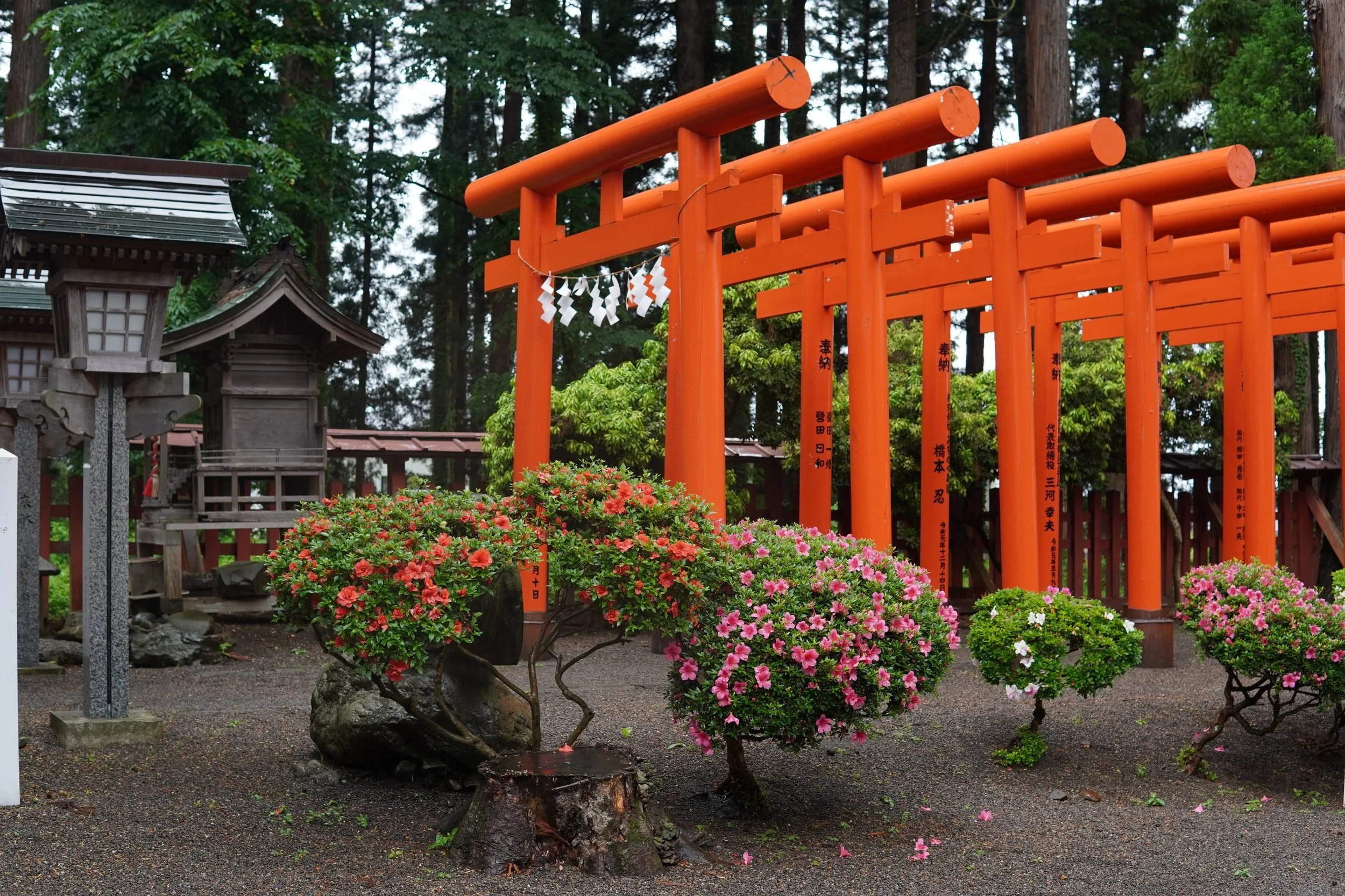 神社の鳥居と色とりどりのつつじの花が咲いている庭園。森の木々と小さな祠も見える。
