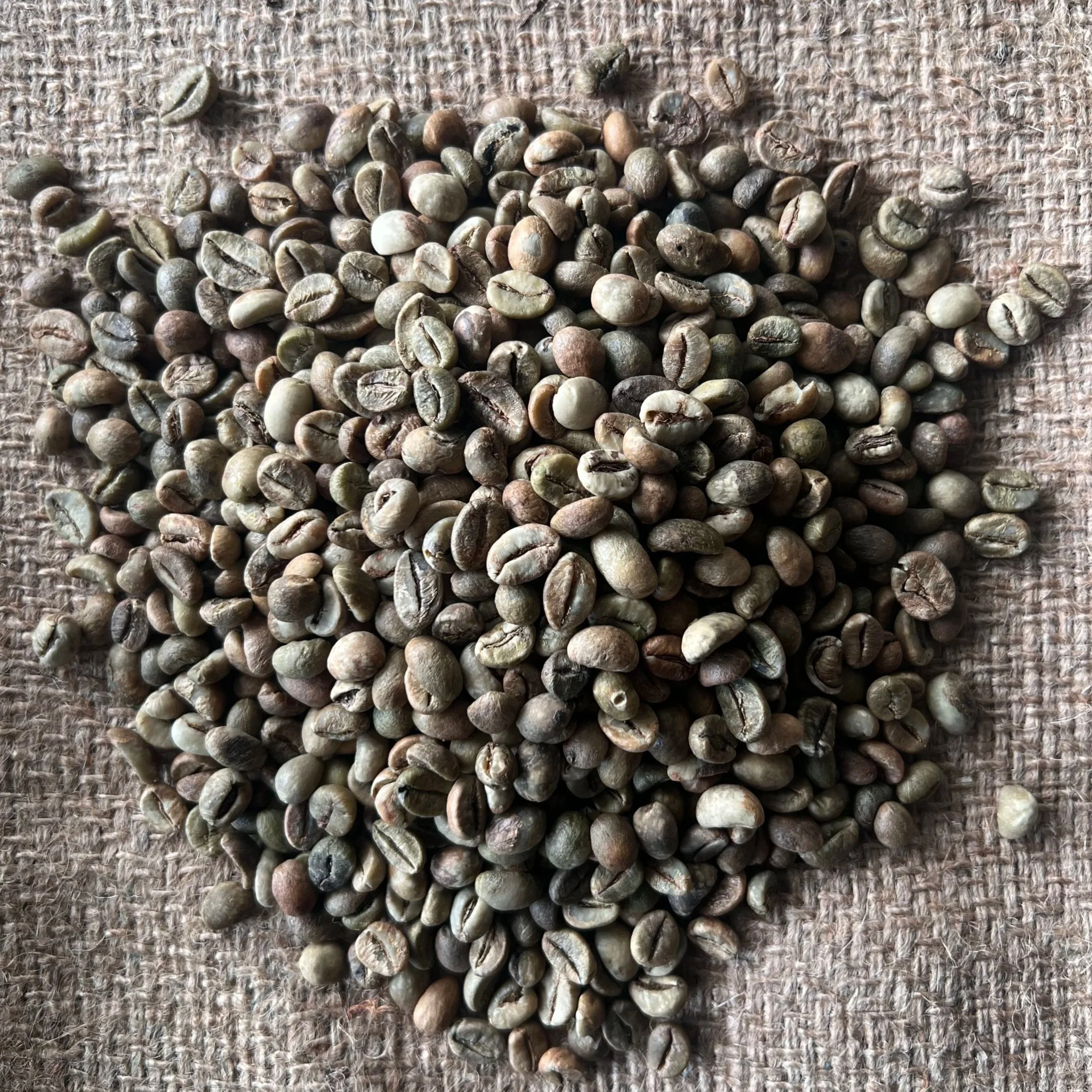 grade 1 Bali robusta green coffee beans export