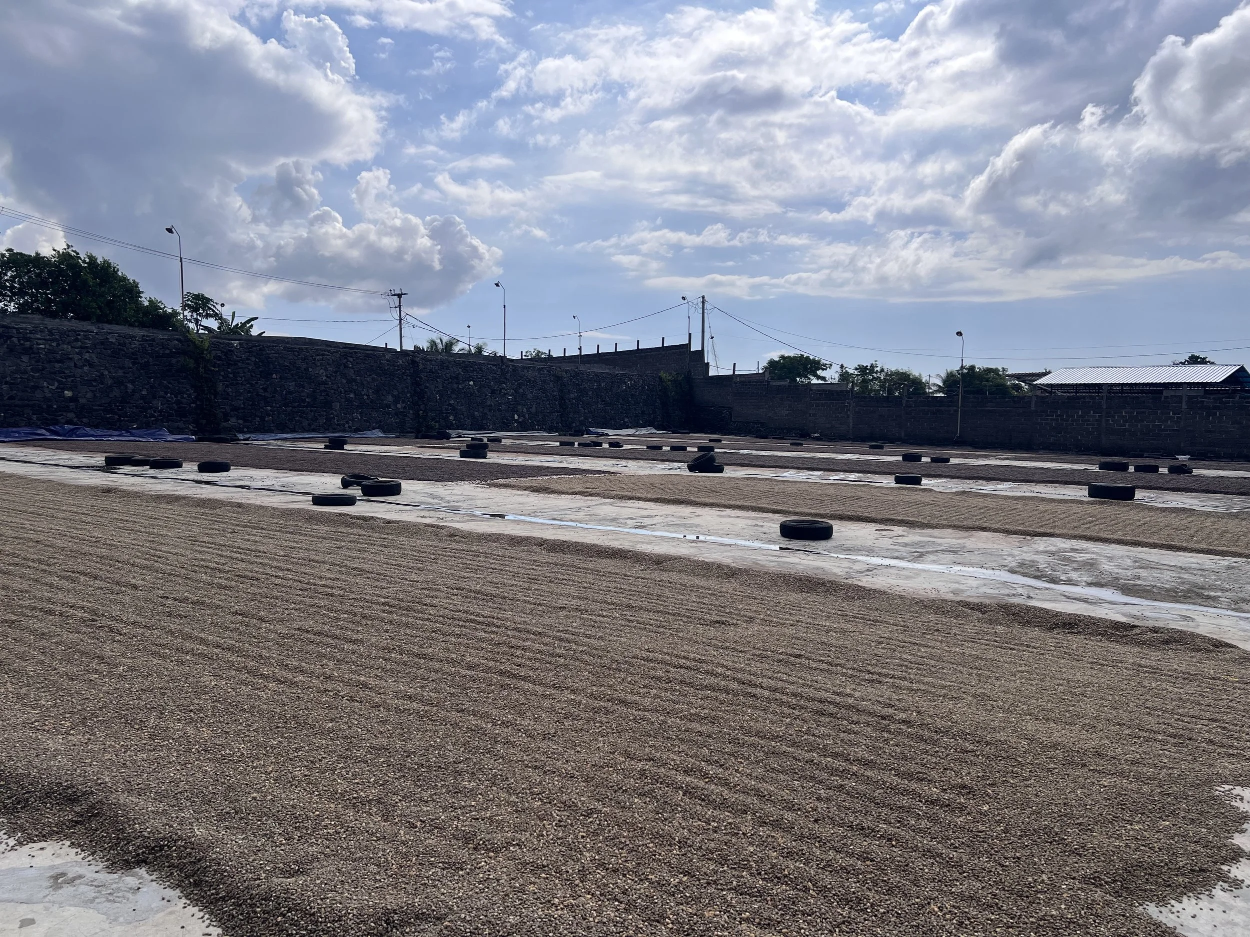 coffee beans drying under the sun