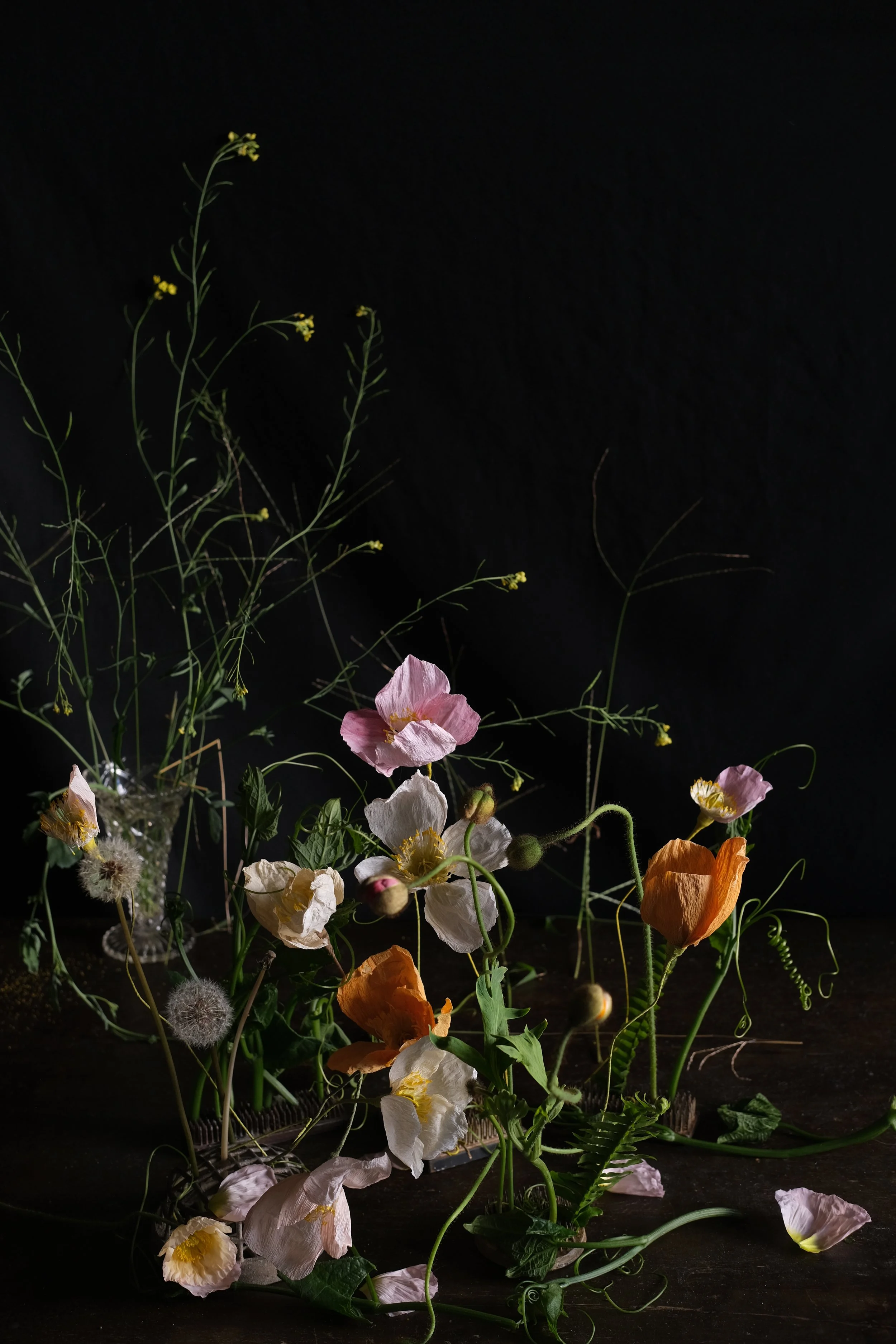 Joli coquelicot, mesdames