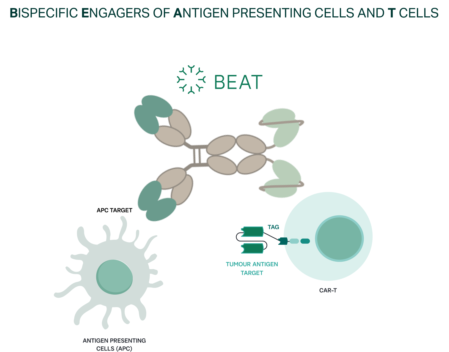 Diagram showing bispecific engagers of antigen presenting cells and T cells, with molecular structures and labels.