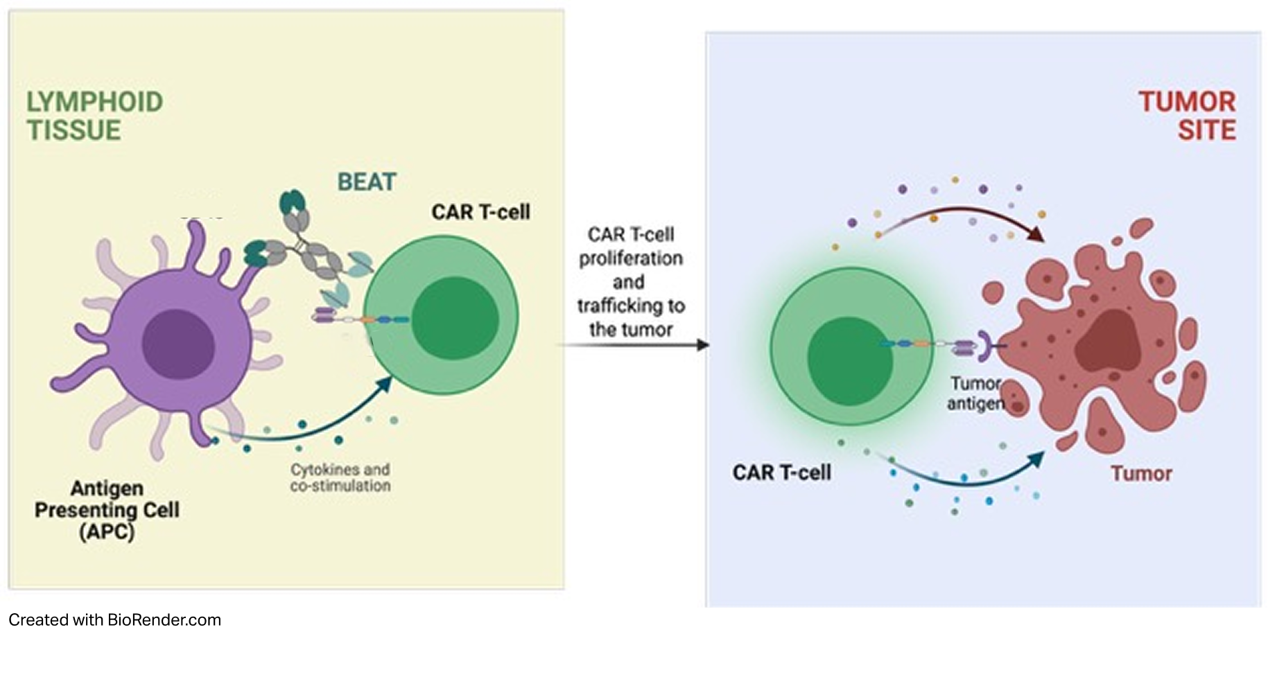 A diagram illustrating how CAR T-cell therapy targets tumor cells. The left side shows a purple antigen-presenting cell (APC) presenting an antigen to a green CAR T-cell, leading to CAR T-cell proliferation and trafficking to the tumor. The right side shows the CAR T-cell attacking the tumor, which contains a tumor antigen, resulting in tumor cell destruction.