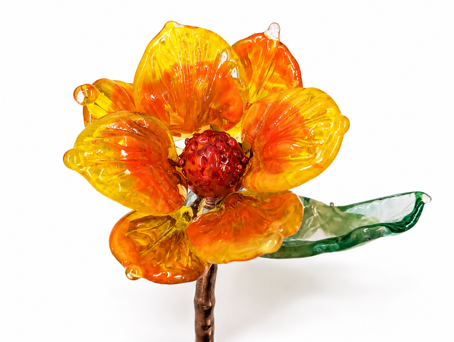 Golden Wattle.png