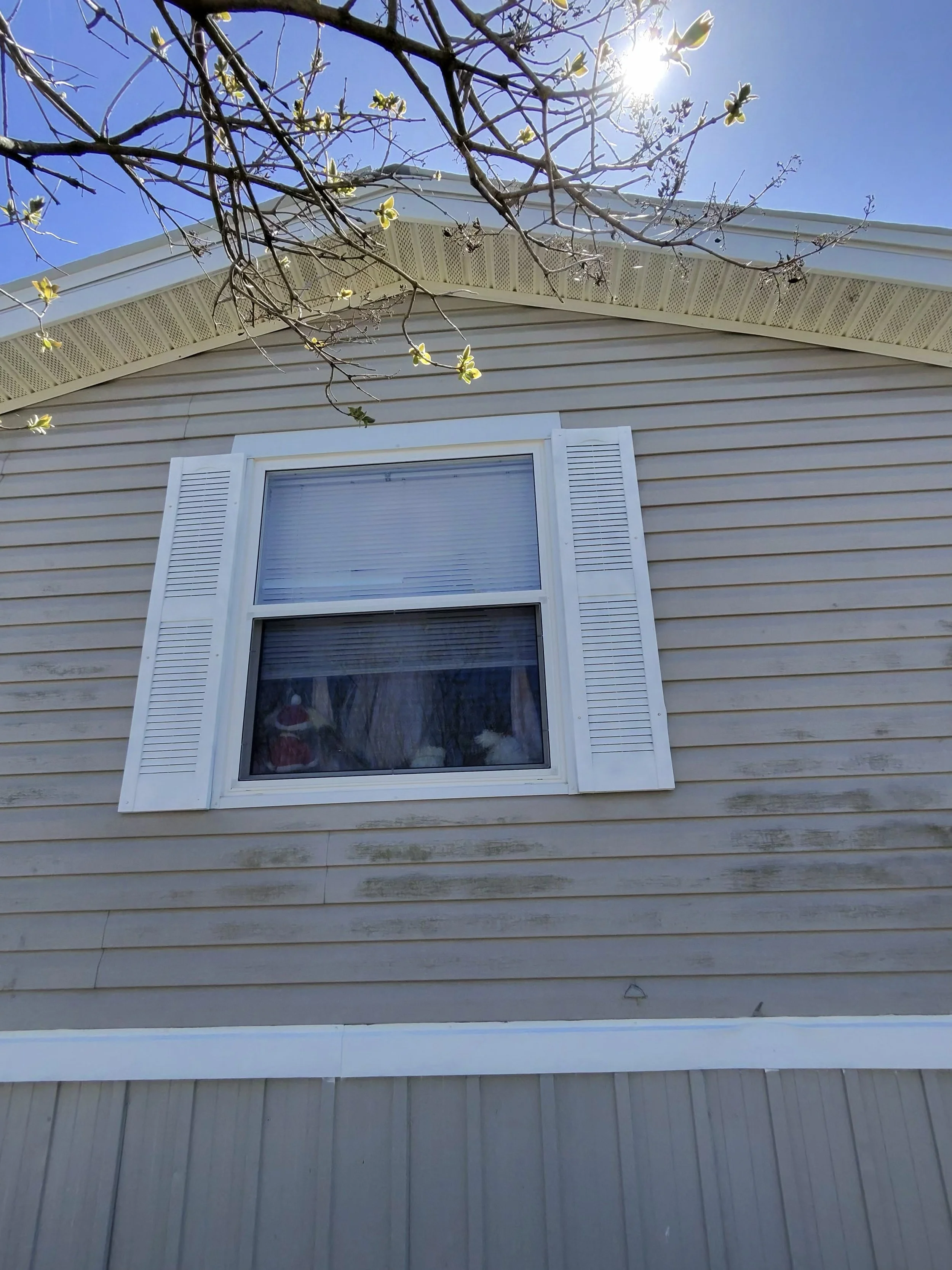 Close-up view of a house's upper wall with beige siding, a single window with white shutters, and a branch with small budding leaves and flowers in the foreground. Bright sunlight is shining from the top right corner.