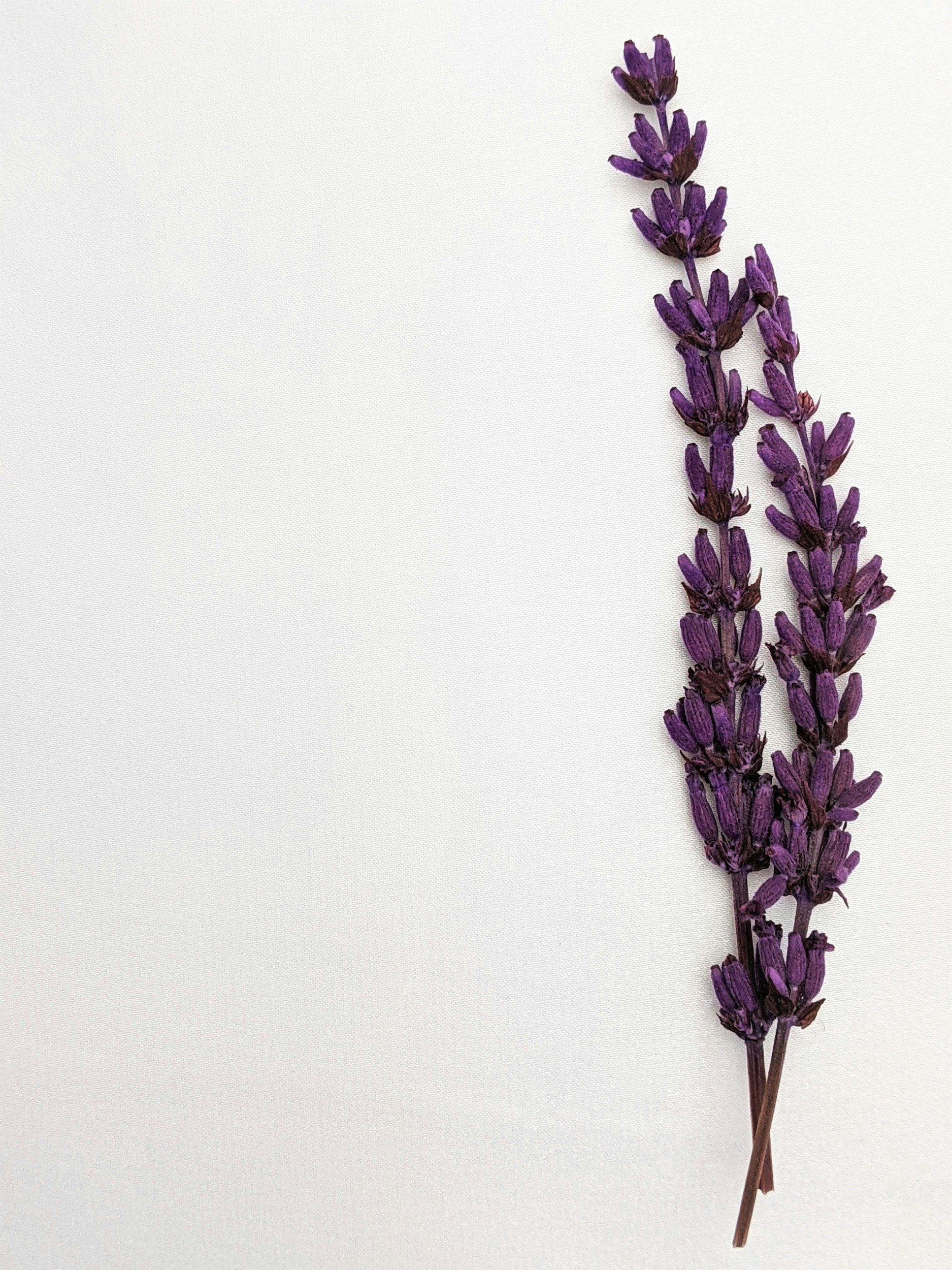 A bunch of dried purple lavender flowers on a white background.
