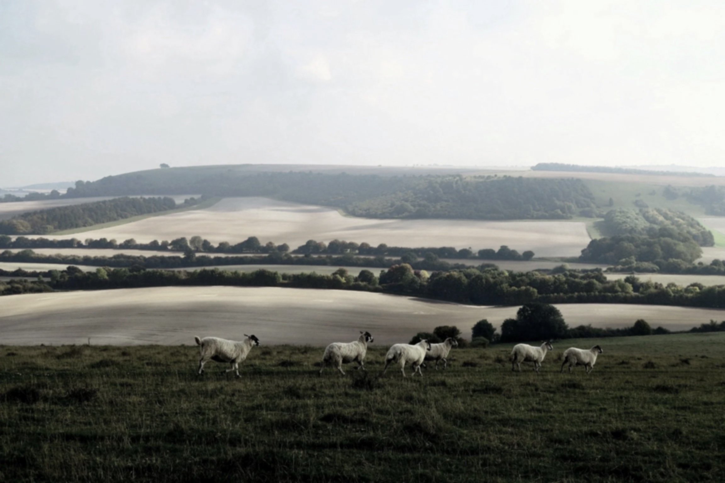 Herd of sheep grazing in a lush green field with rolling hills and trees in the background under a cloudy sky.