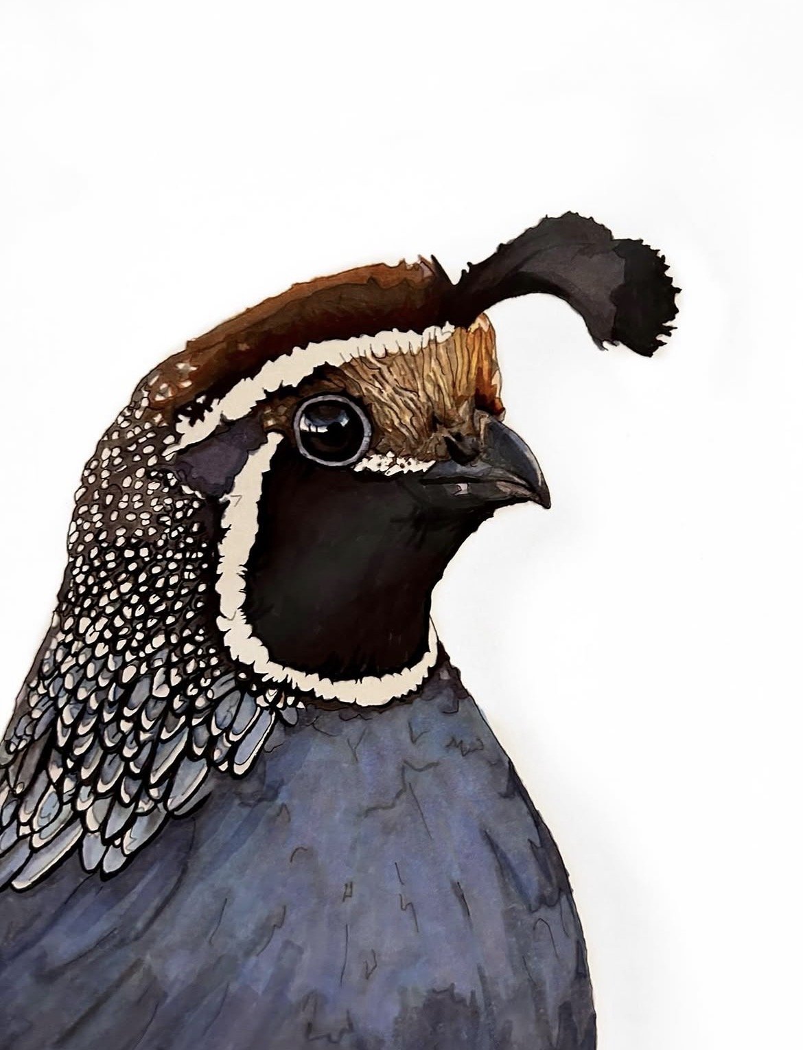 quail-racheljuddart.jpg
