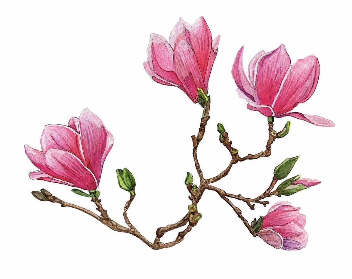 magnolia-racheljuddart_9204.jpg