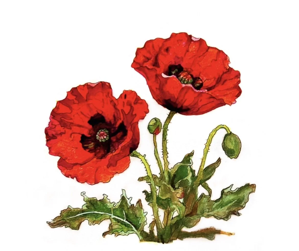poppy-racheljuddart.jpg