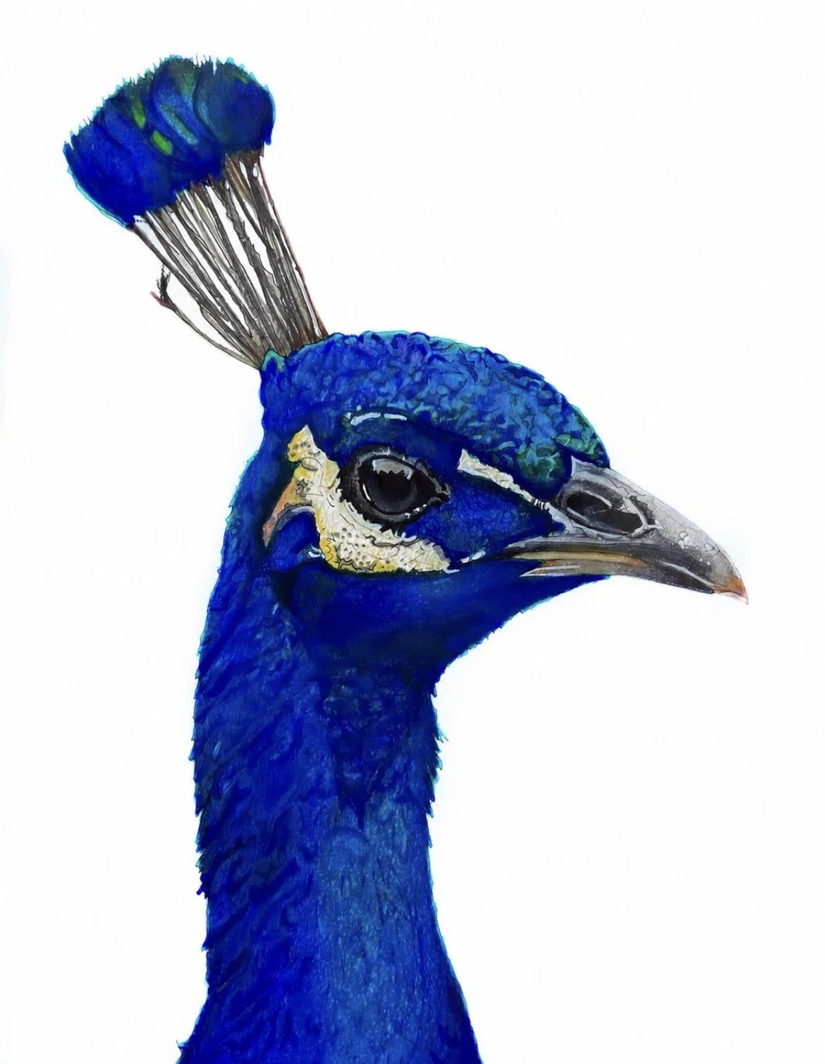 peacock-racheljuddart.jpg