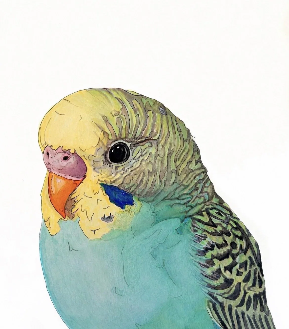 budgie-racheljuddart.jpg