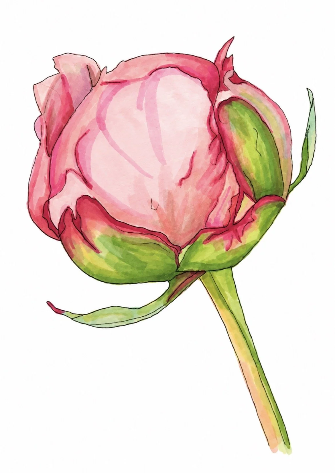 peony1-racheljuddart.jpg