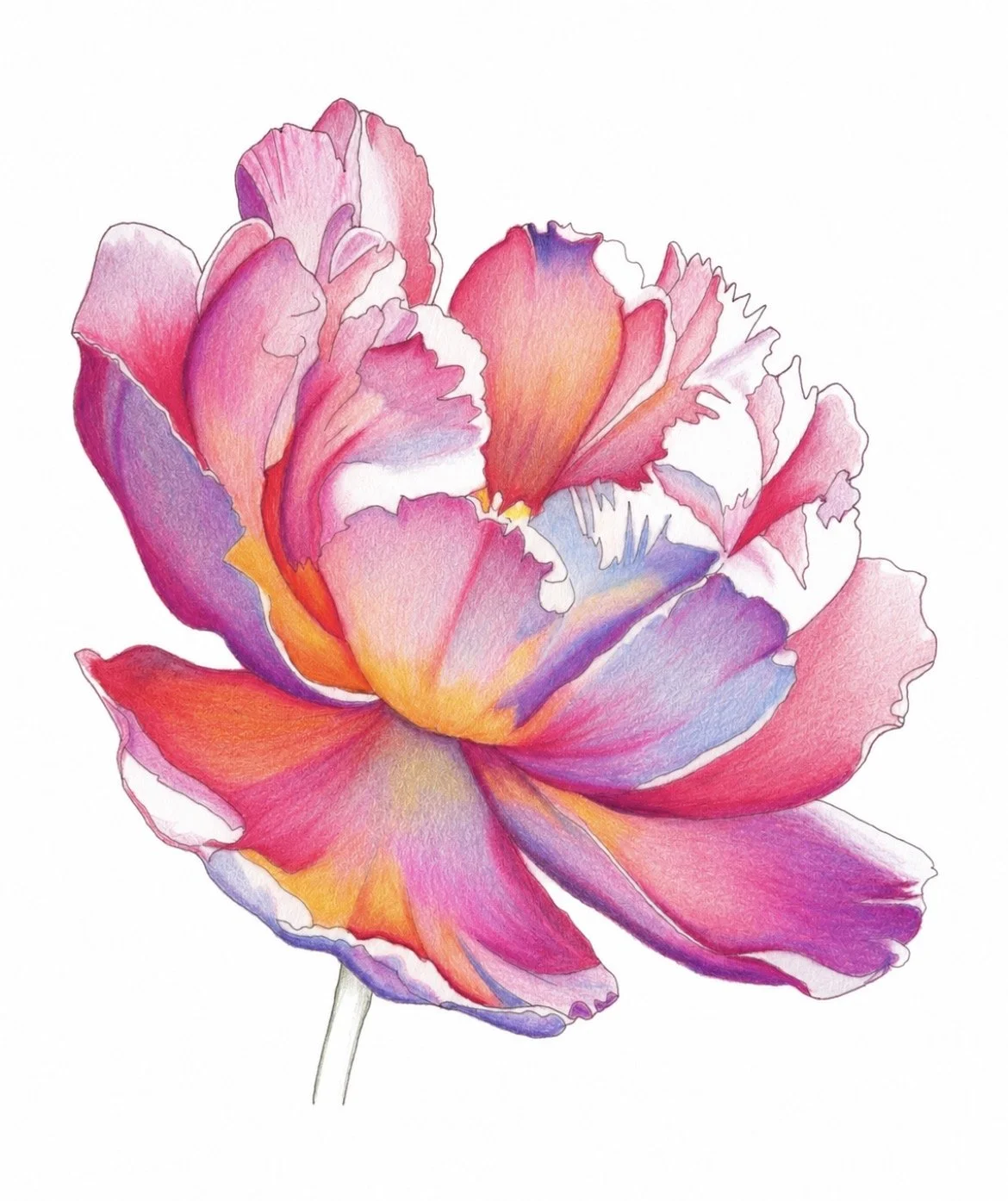 peony-racheljuddart.jpg