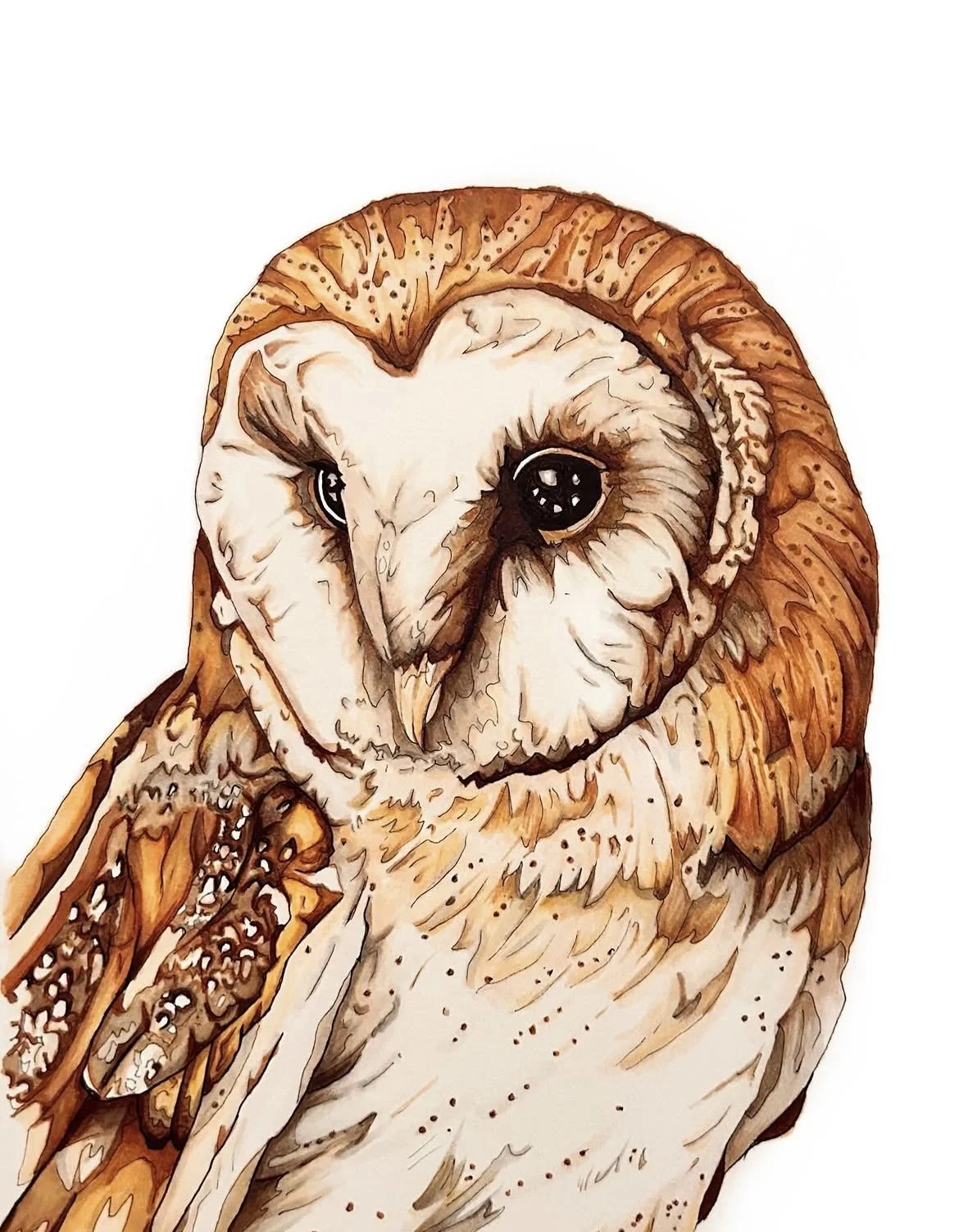 barn-owl-racheljuddart.jpg