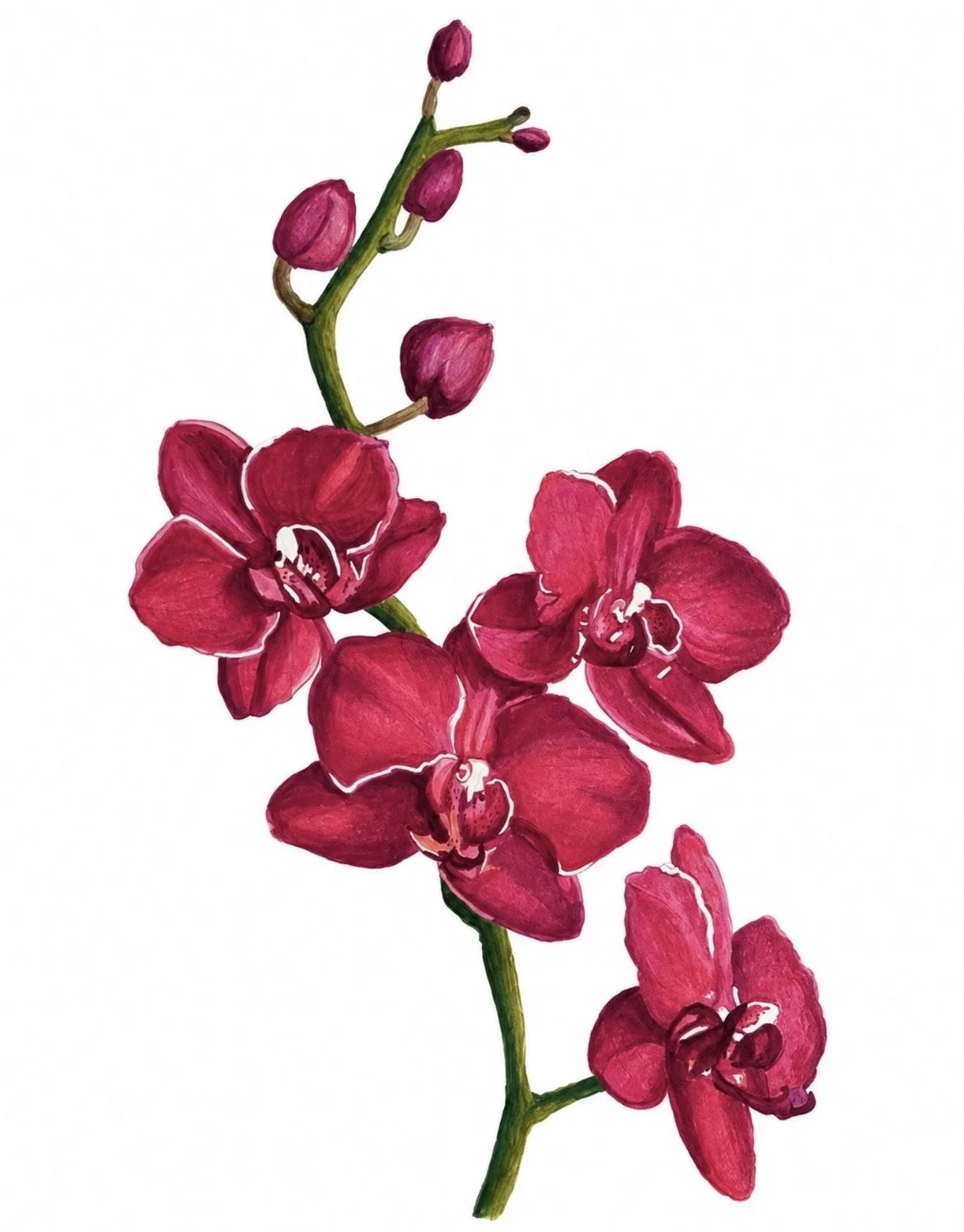 Orchid-racheljuddart.jpg