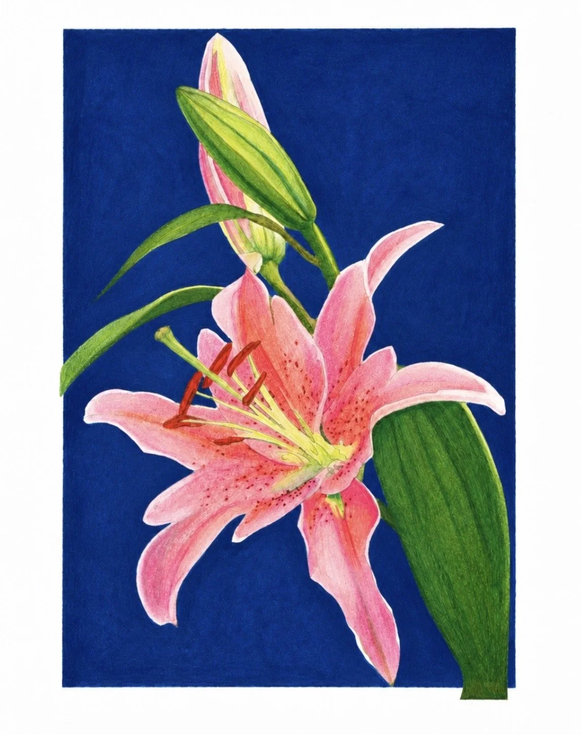 lily-racheljuddart.jpg