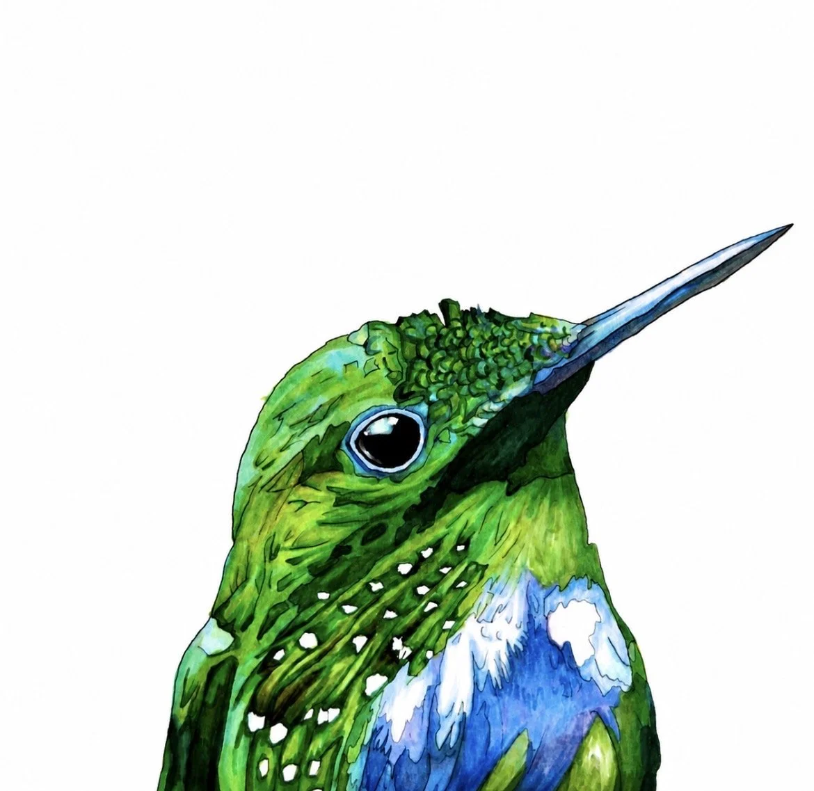 hummingbird-racheljuddart.jpg