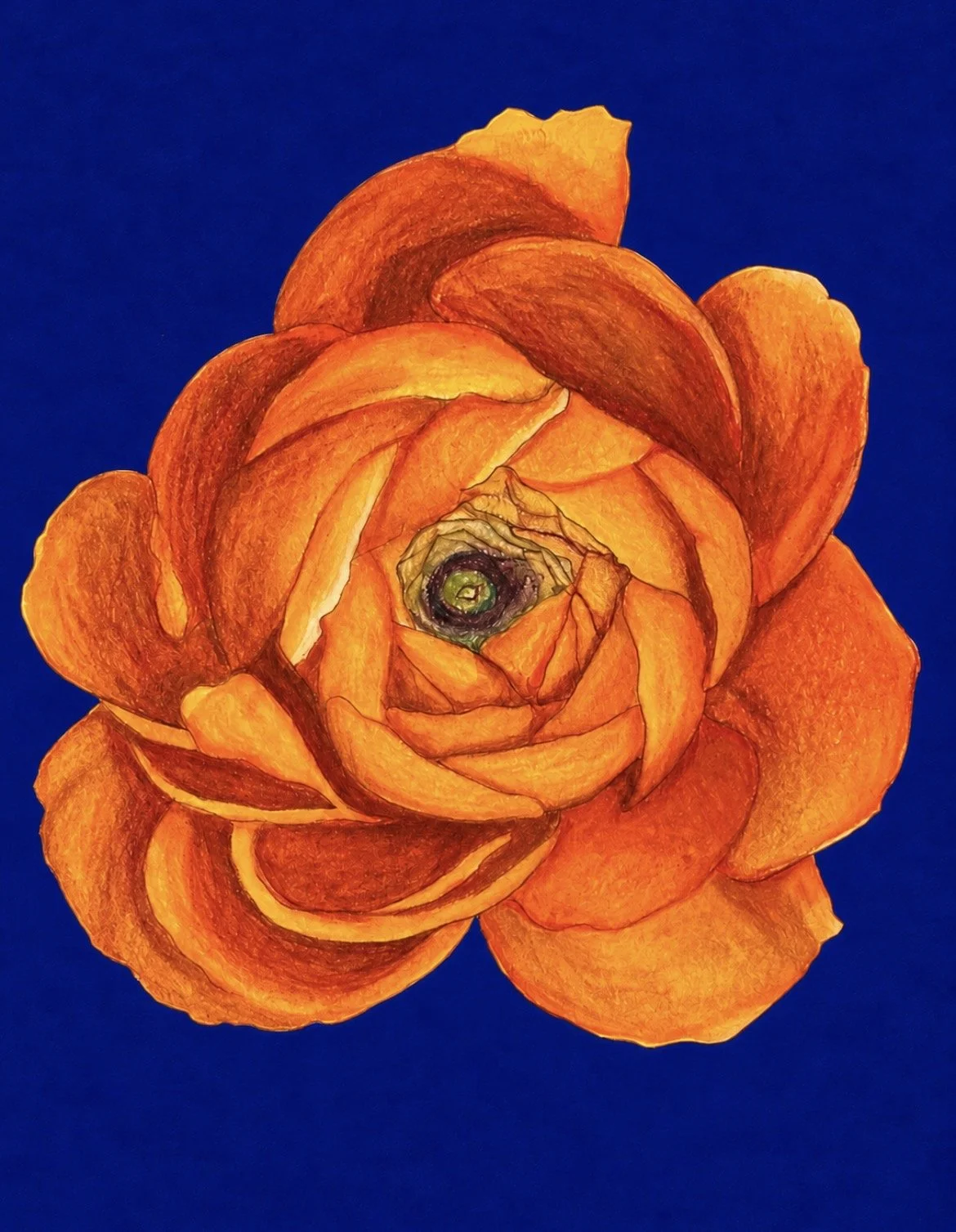 ranucula-racheljuddart.jpg