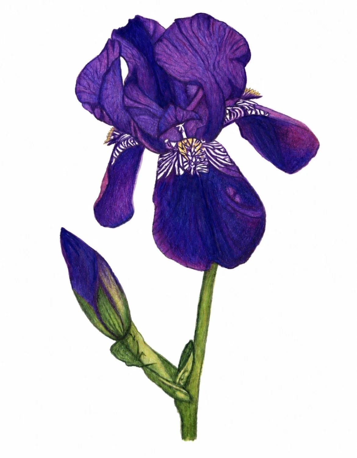 iris1-racheljuddart.jpg