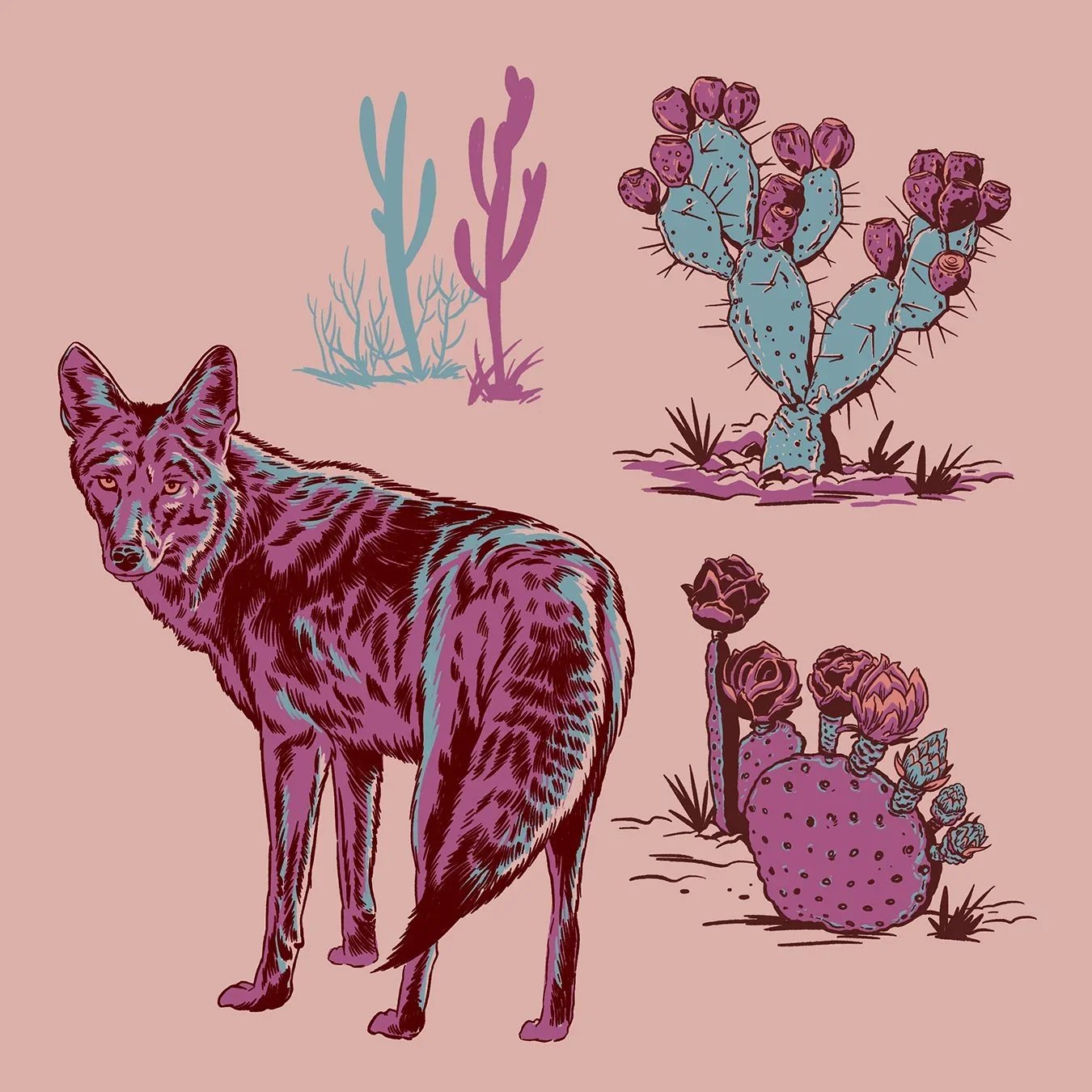 Coyotes and Cacti