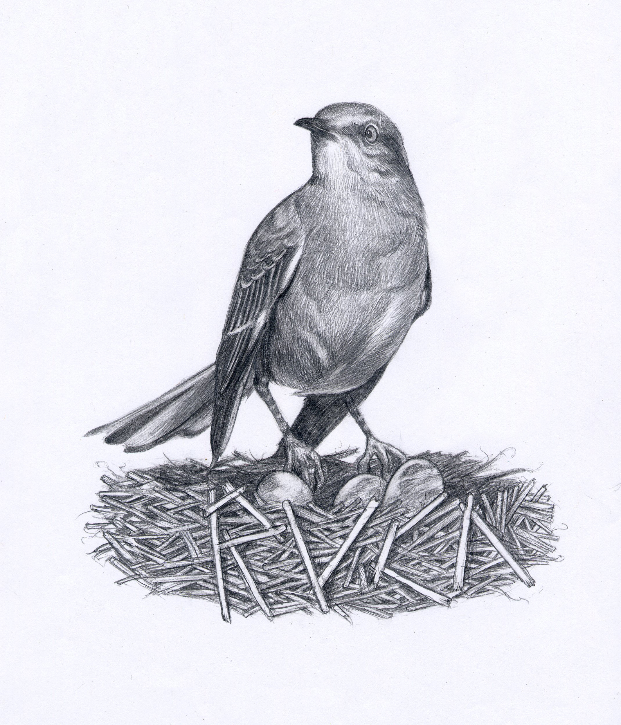 Mockingbird