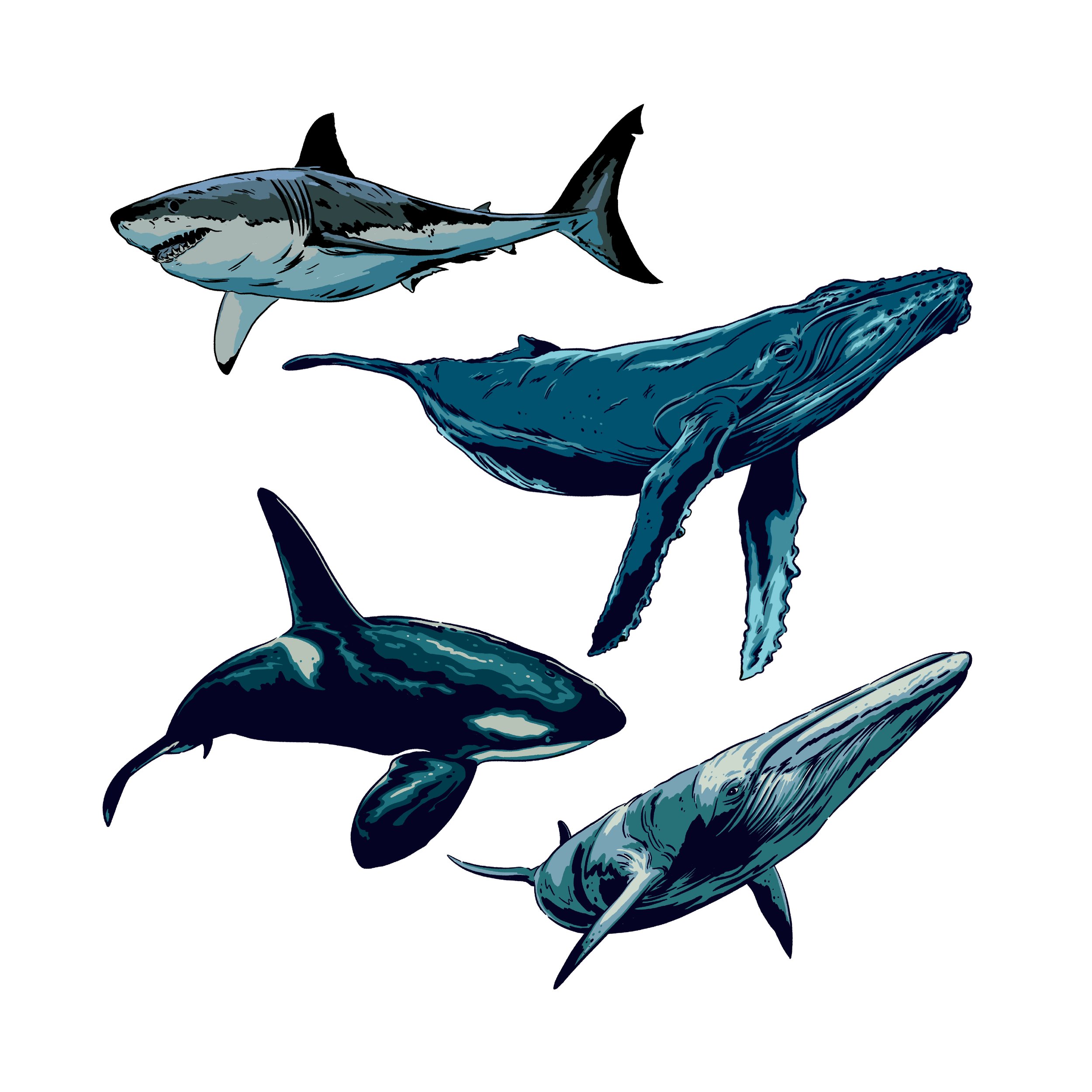 Salt Creek Animals Sea Life