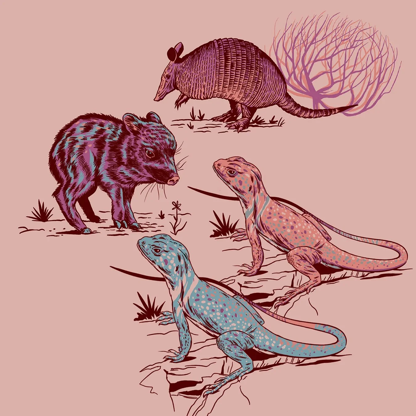 Peccaries, armor and fast things