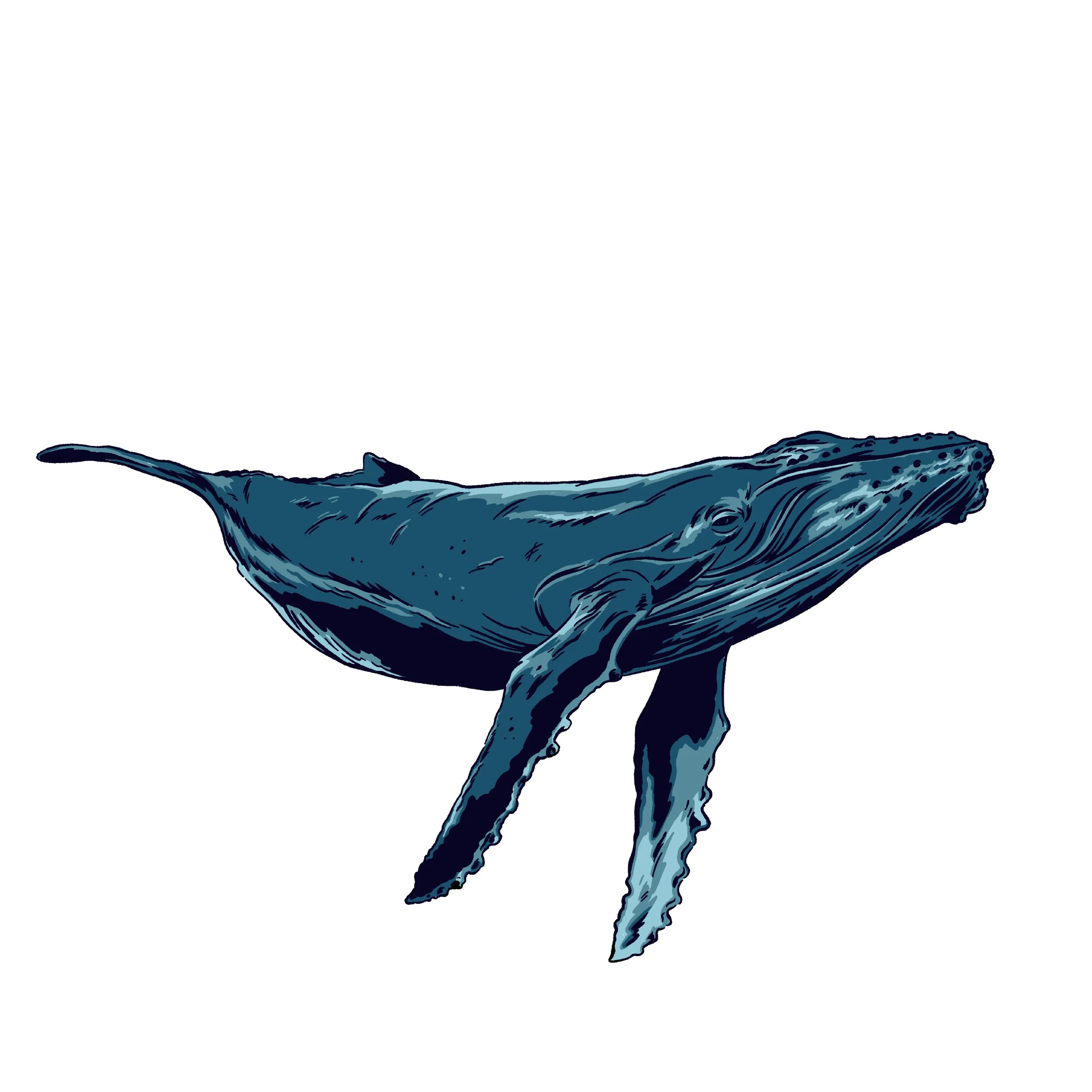 Salt Creek Humpback 1