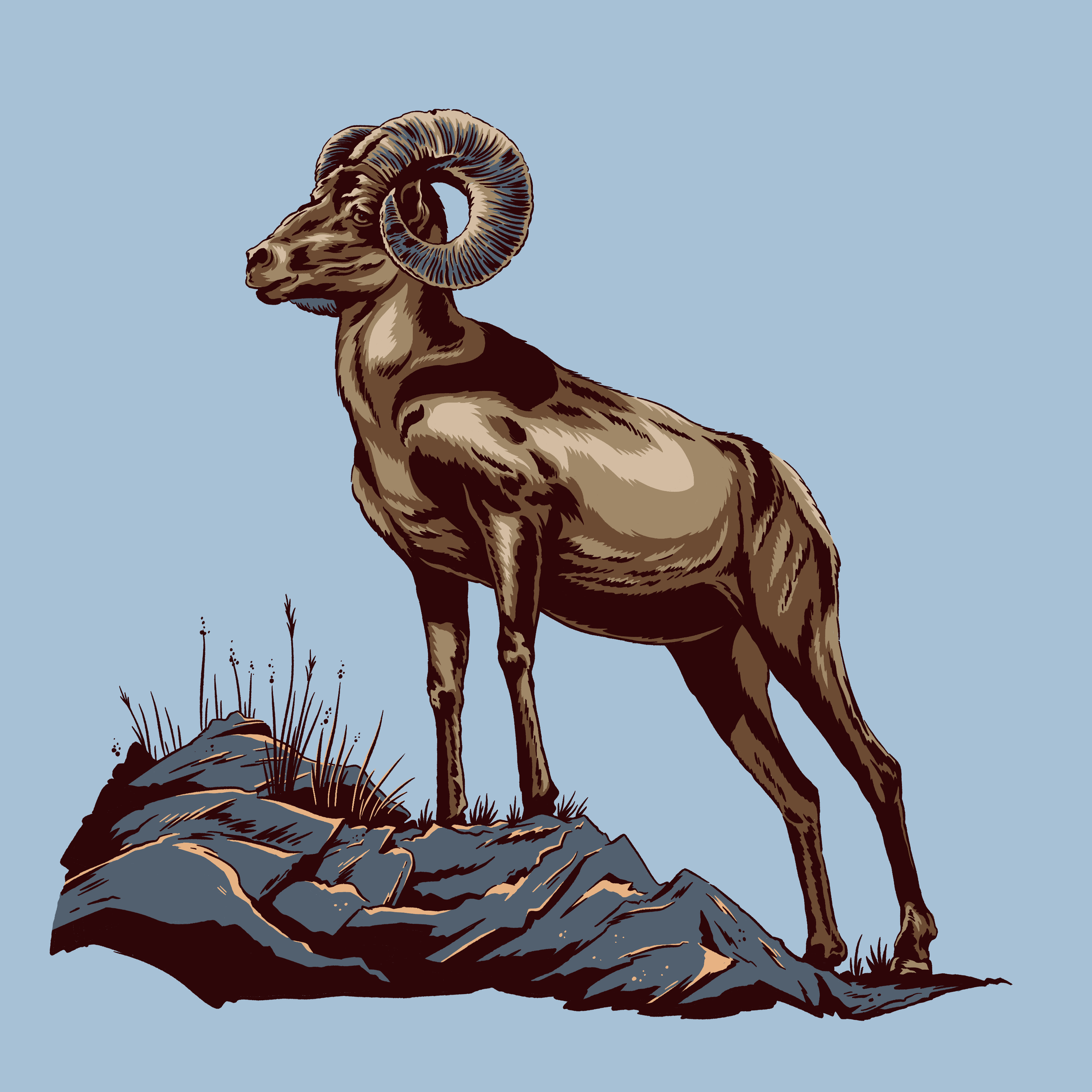 Ram