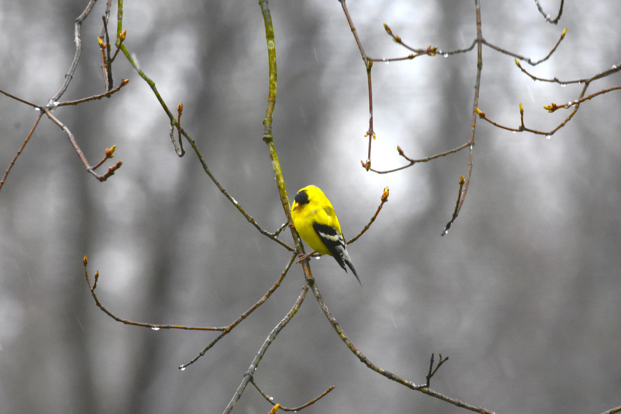 A yellow bird with black markings perched on a bare, thin branch with small buds, with a blurred gray background and raindrops on the branches.