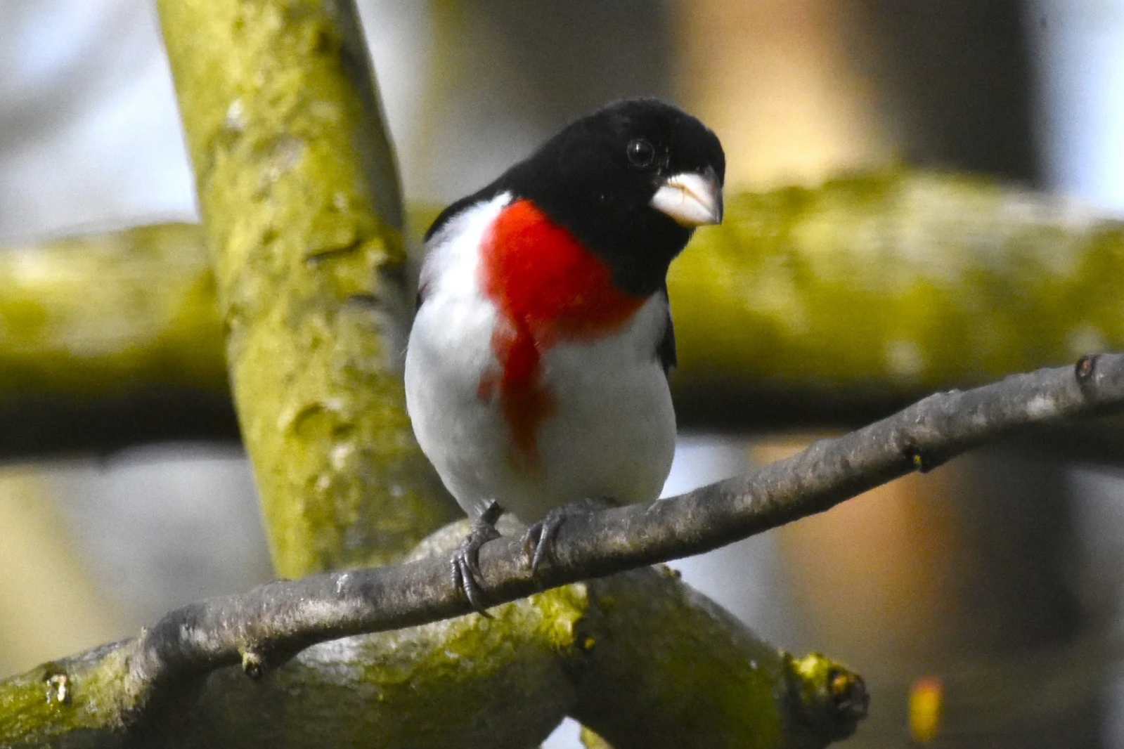 A small bird with black, white, and red coloring perched on a tree branch.