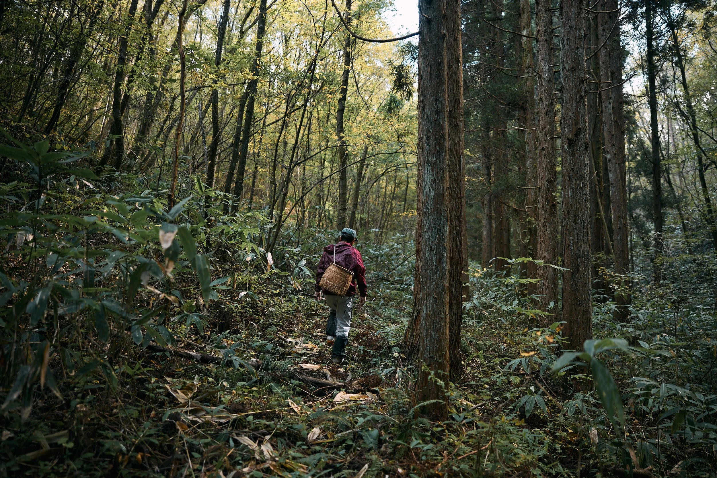 森の中を歩く人の後ろ姿。木と緑の葉に囲まれた登山道の景色。