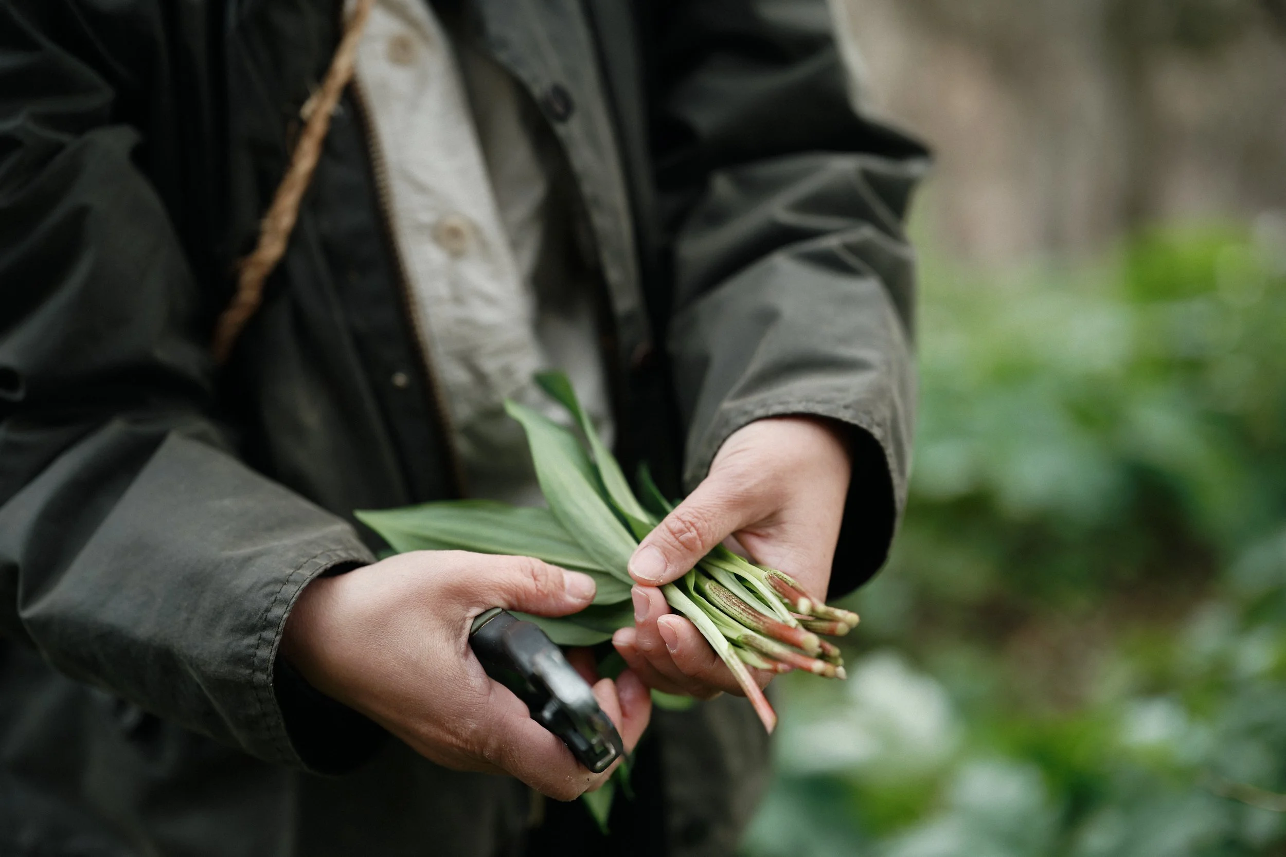 作業服を着た人がグリーンの植物の束を持っている。