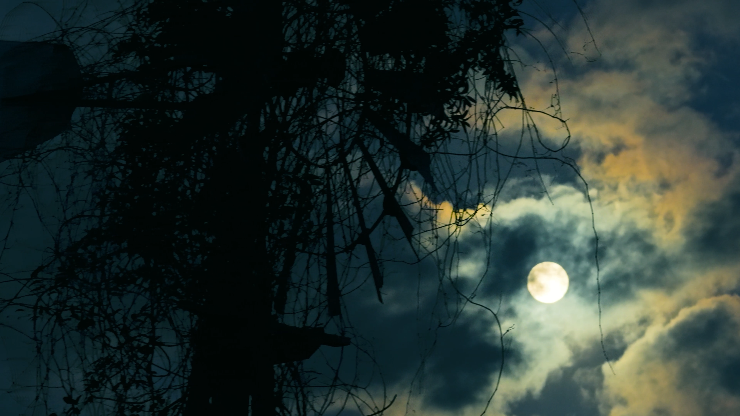 A nighttime scene with a full moon in the sky, silhouetted tree branches and leaves, partially covered by clouds.