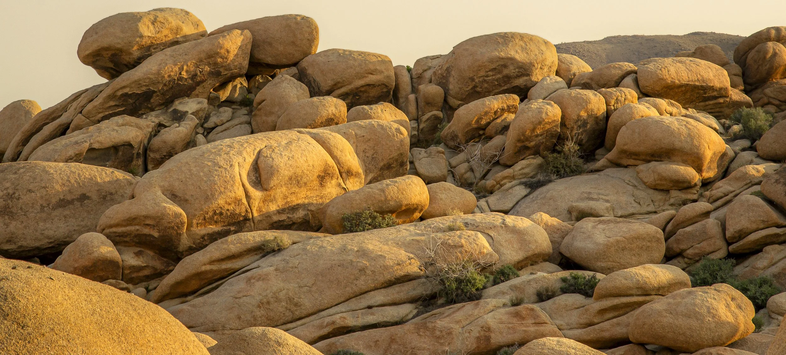 Joshua Tree