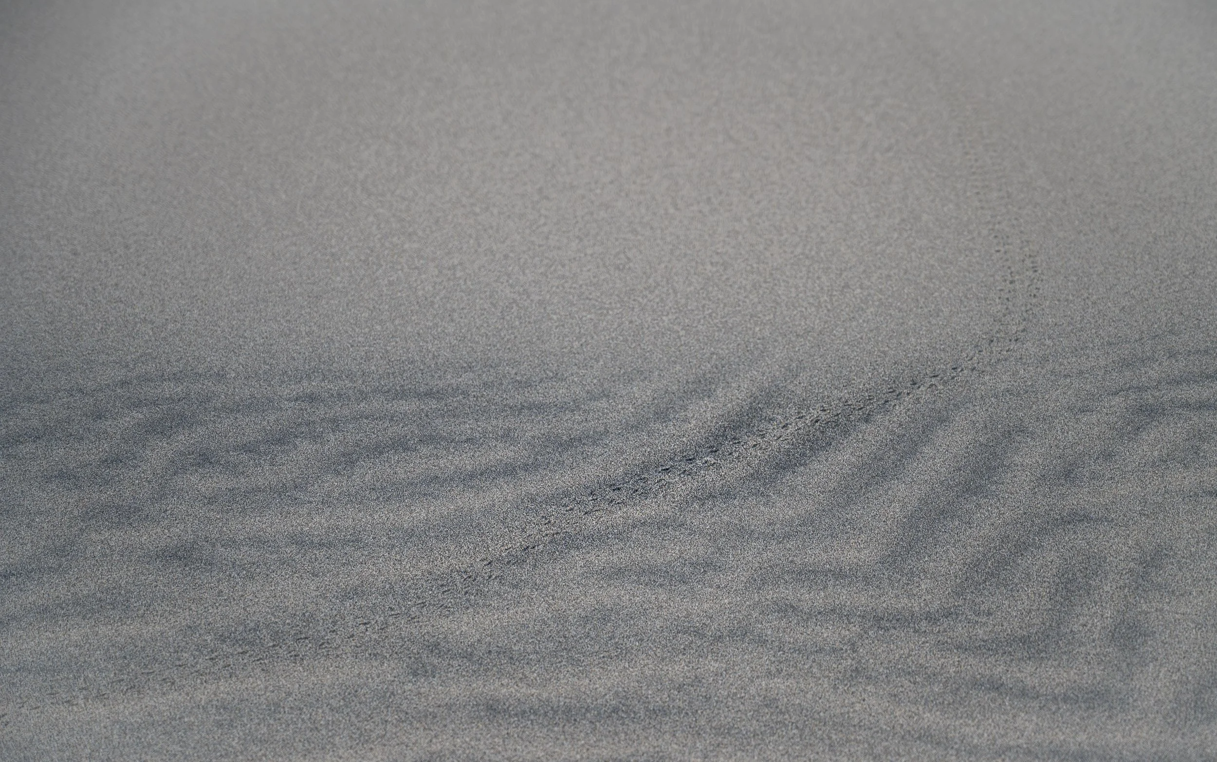 lone-wanderer-Jan-2026