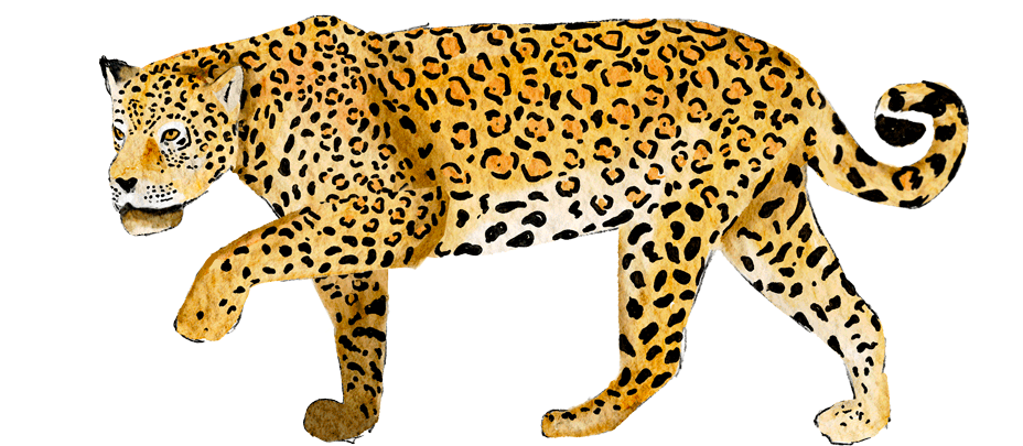 A composite illustration of a jaguar with the body of a leopard and the face of a jaguar.