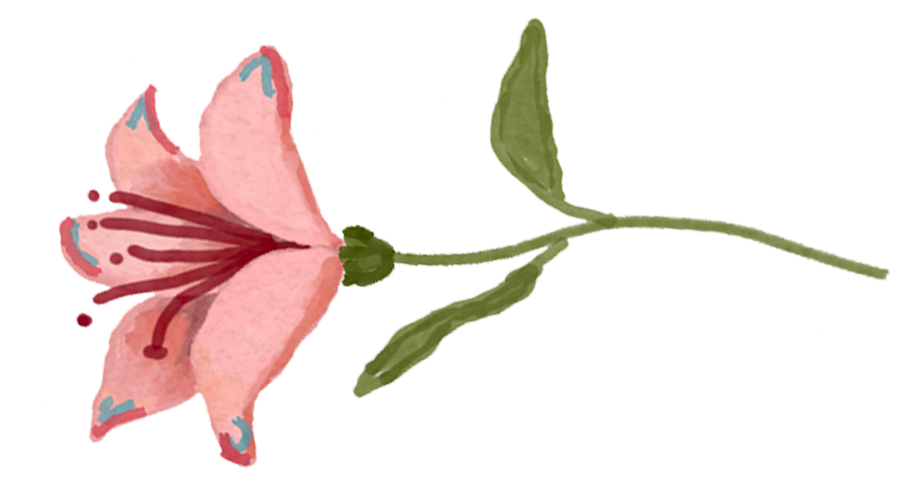 Watercolor illustration of a pink lily flower with green leaves and stem.