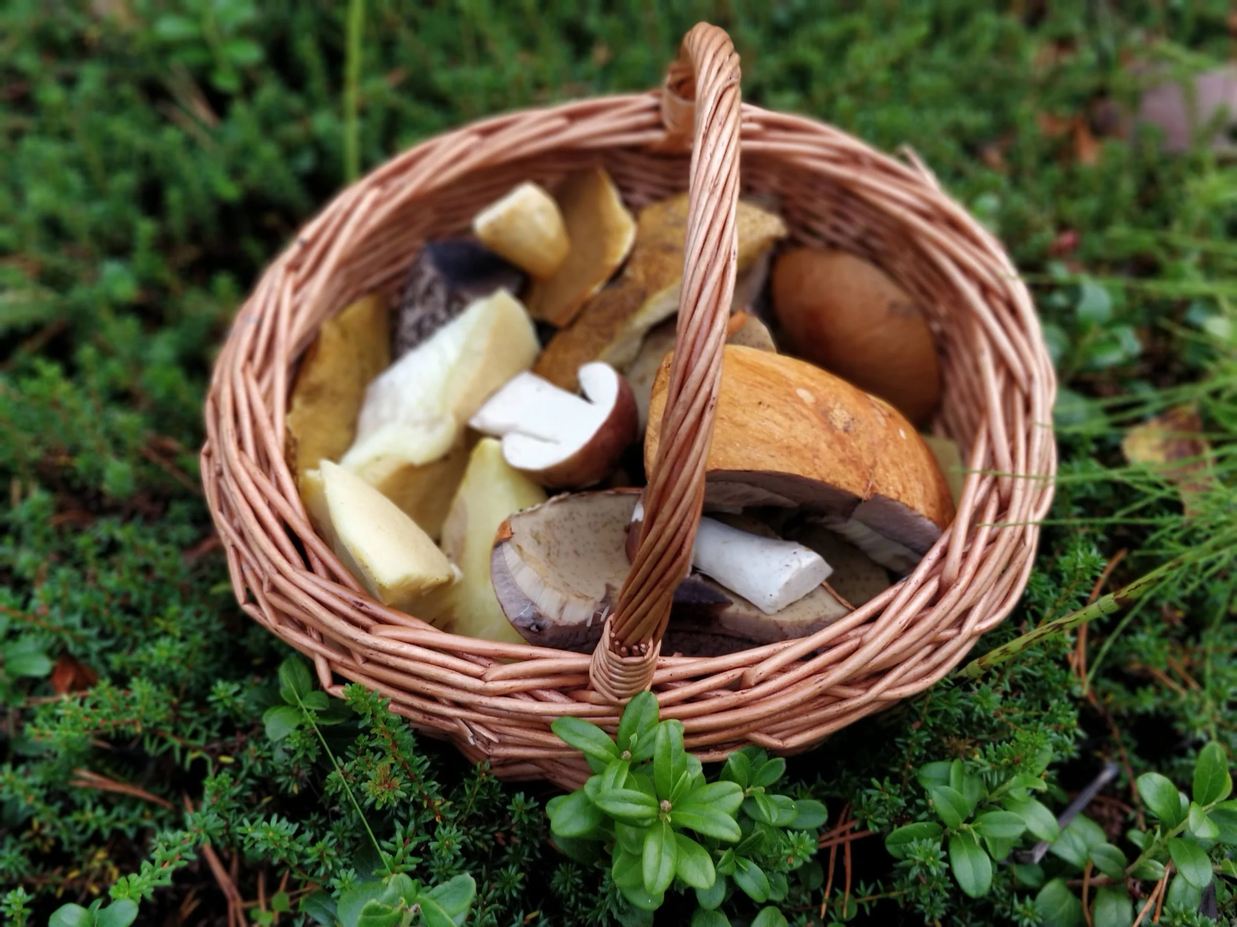 Foraging