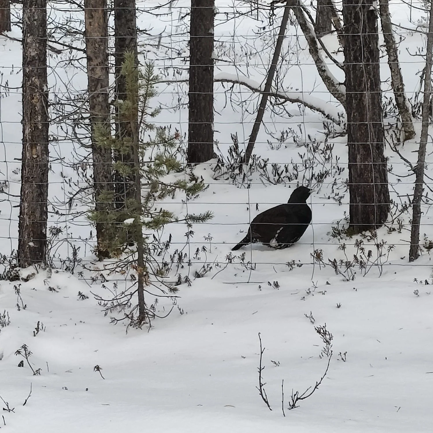 Small Game Hunting