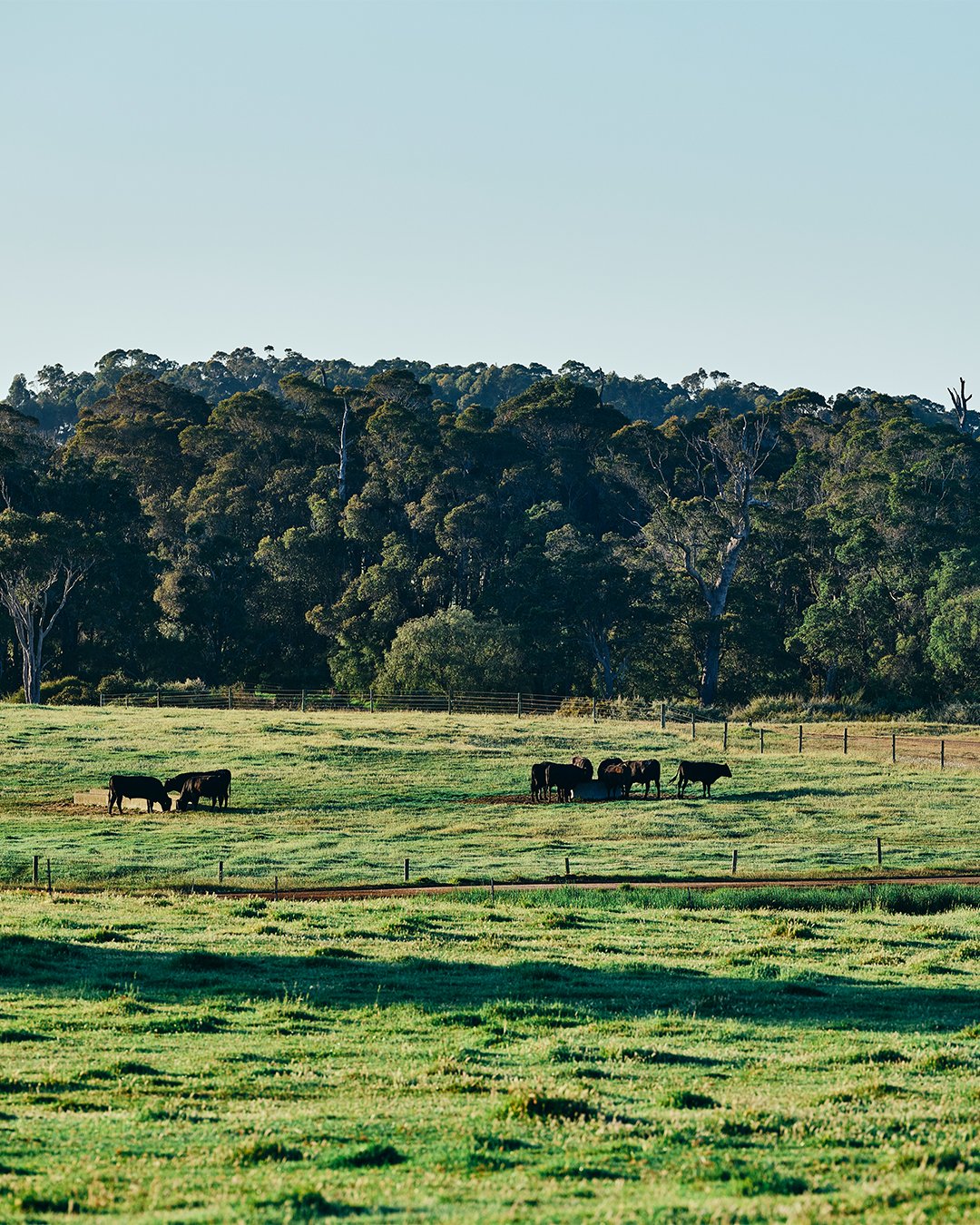 A pastoral scene with green grass, a few cows grazing, and a dense forest in the background under a clear sky.