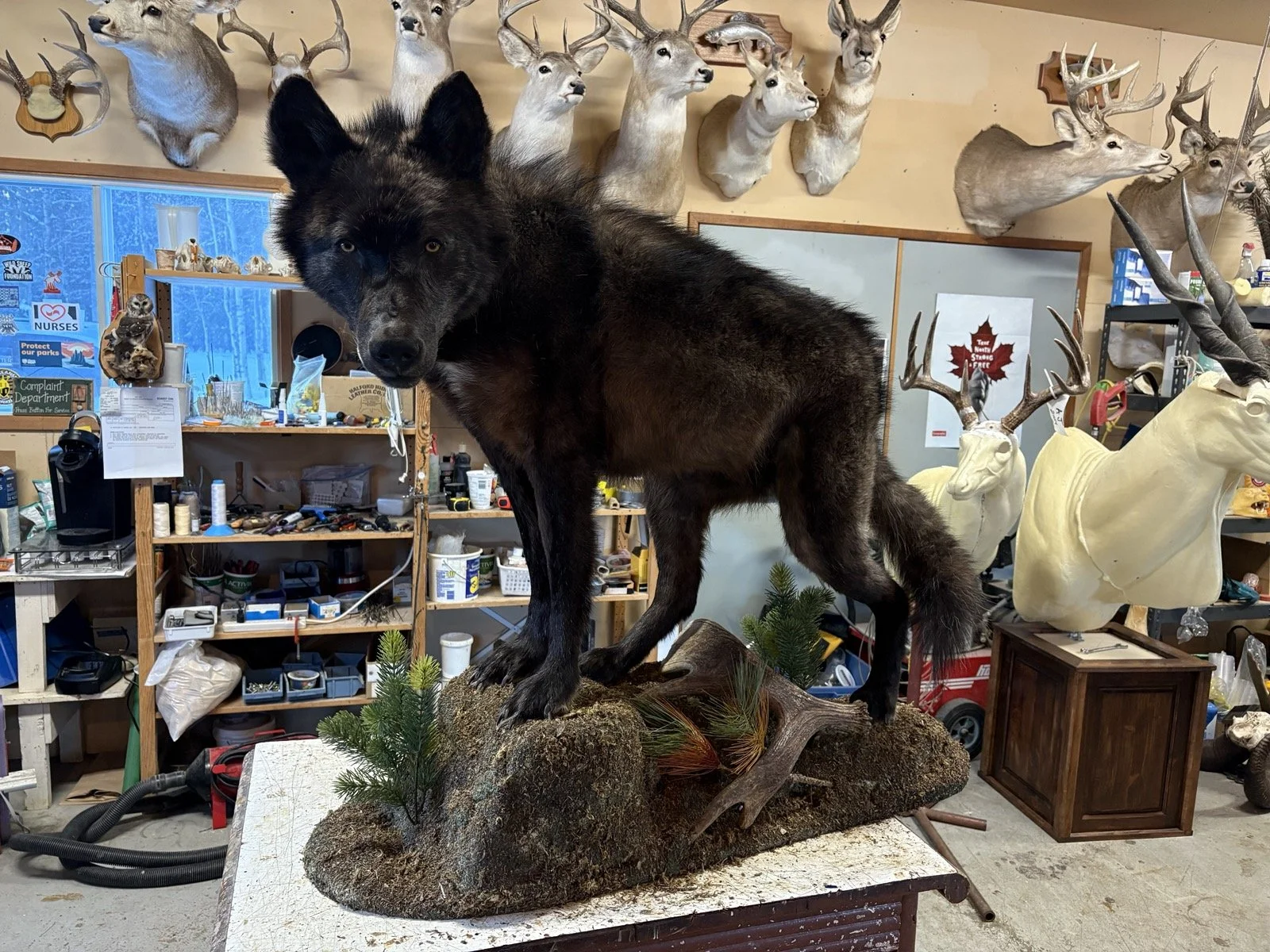 A taxidermy wolf mount standing on a display base in a workshop filled with mounted deer heads, artificial trees, and various tools and supplies.