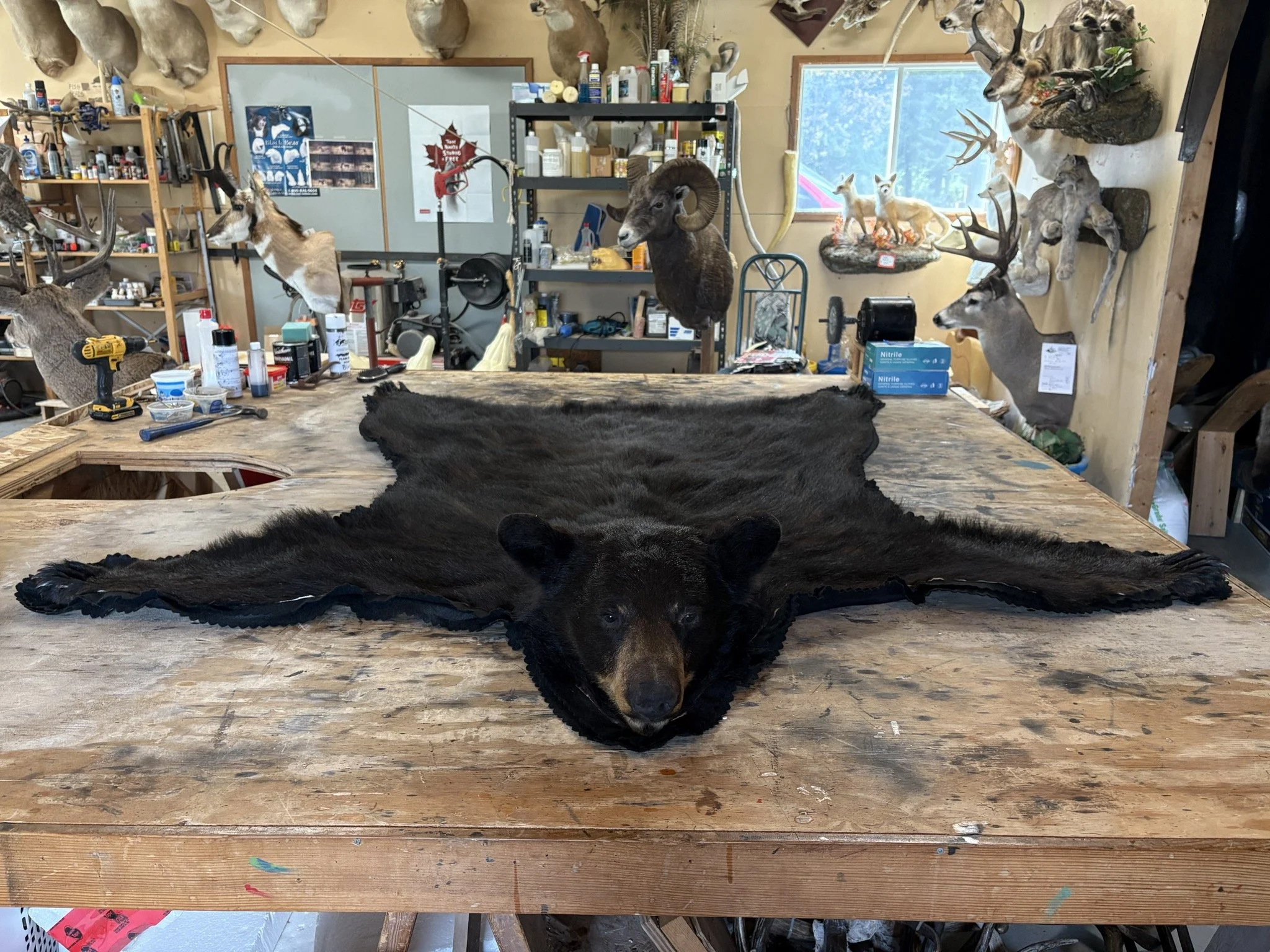 A taxidermy workshop with mounted animals including a ram, deer, and other wildlife, tools, supplies, and a worktable in a rustic studio.