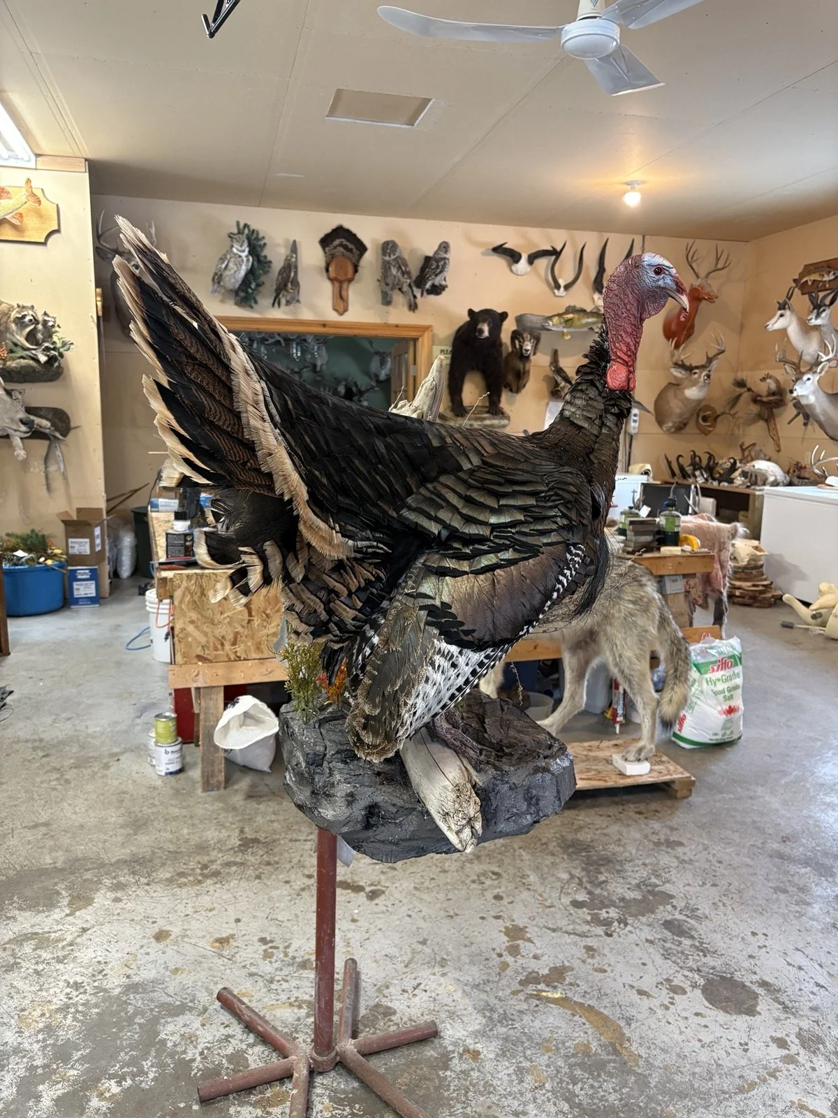 Taxidermy turkey mounted on a stand in a workshop filled with various animal trophies and taxidermy projects on the walls and shelves.