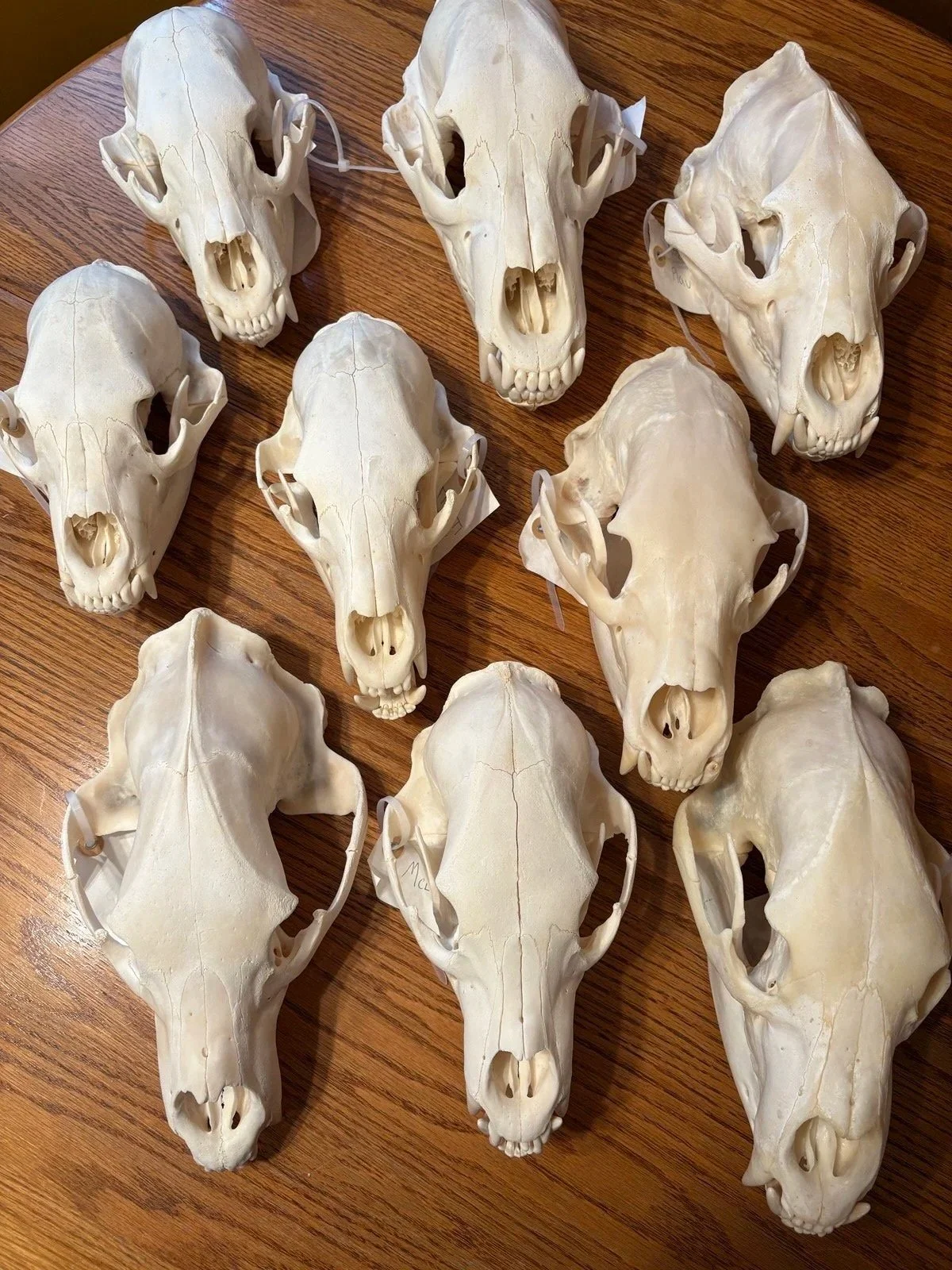 Multiple bear skulls, arranged on a wooden surface.