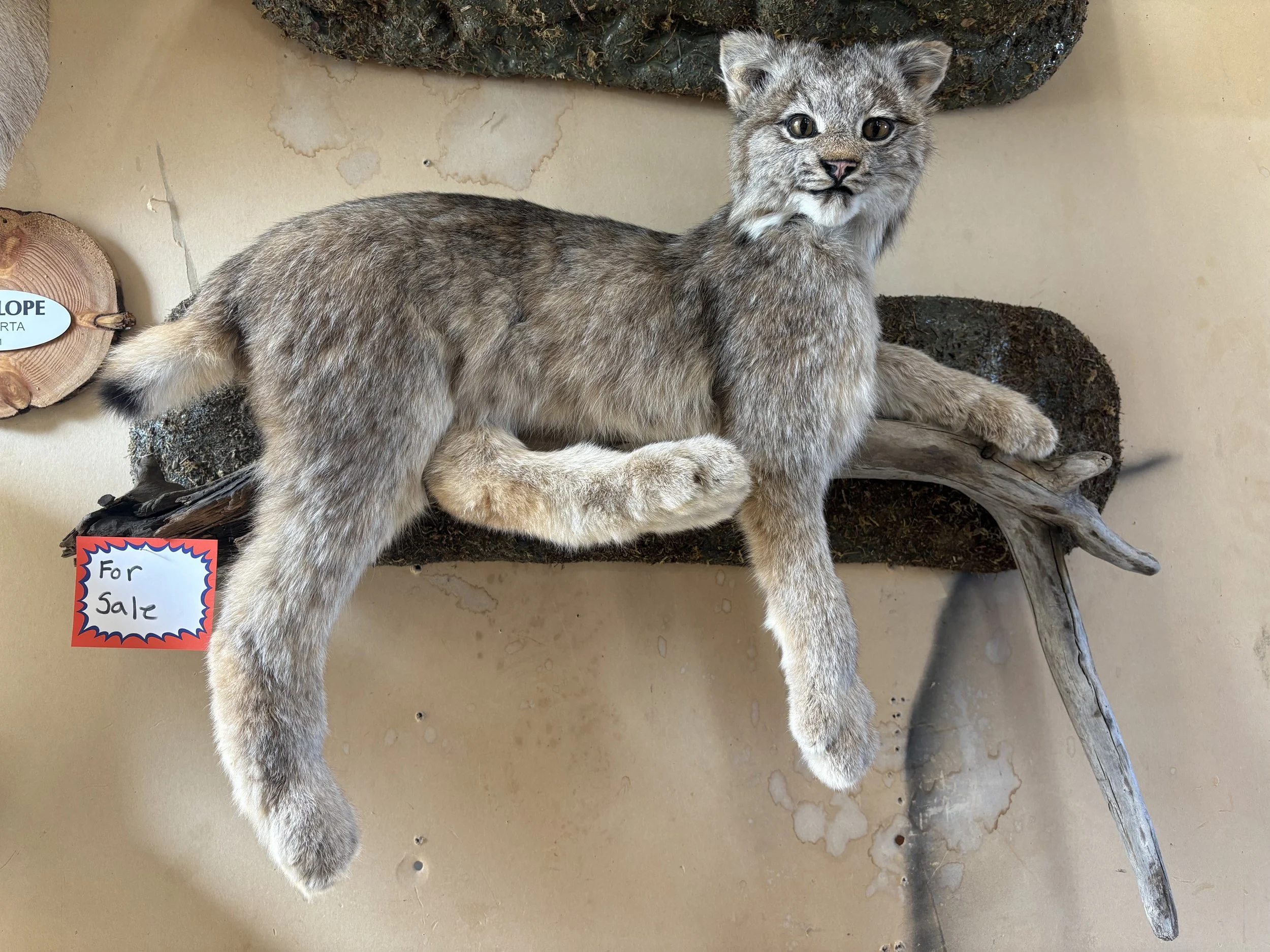 A taxidermied lynx displayed on a wooden branch indoors. The animal has brown fur with darker markings and is positioned lying down with its head turned slightly to the right.